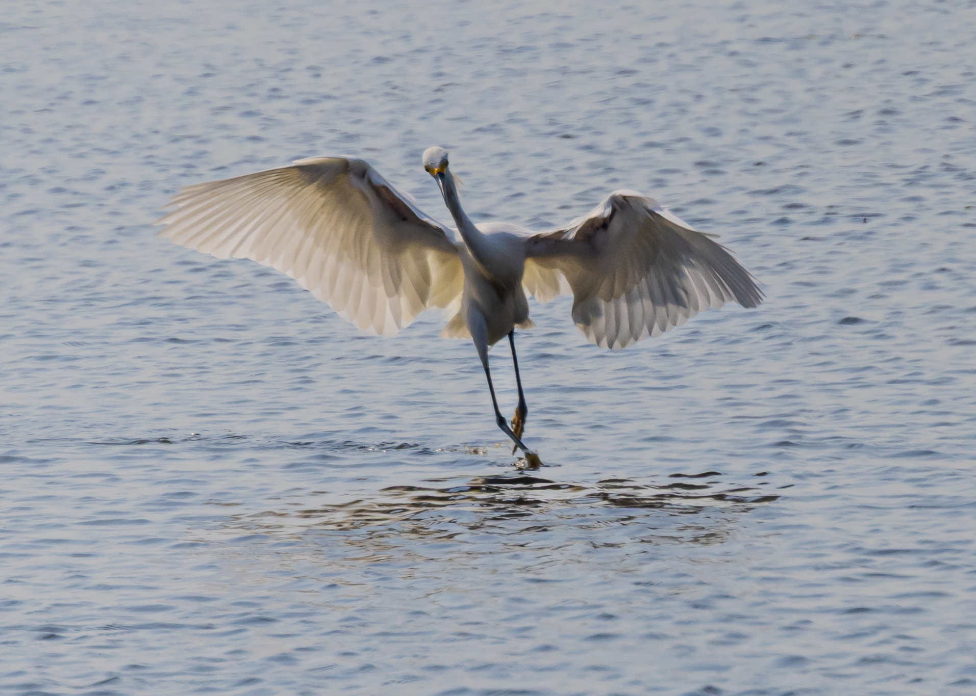 Snowy Egret dancing like a ballerina through the water tracking schools of fish