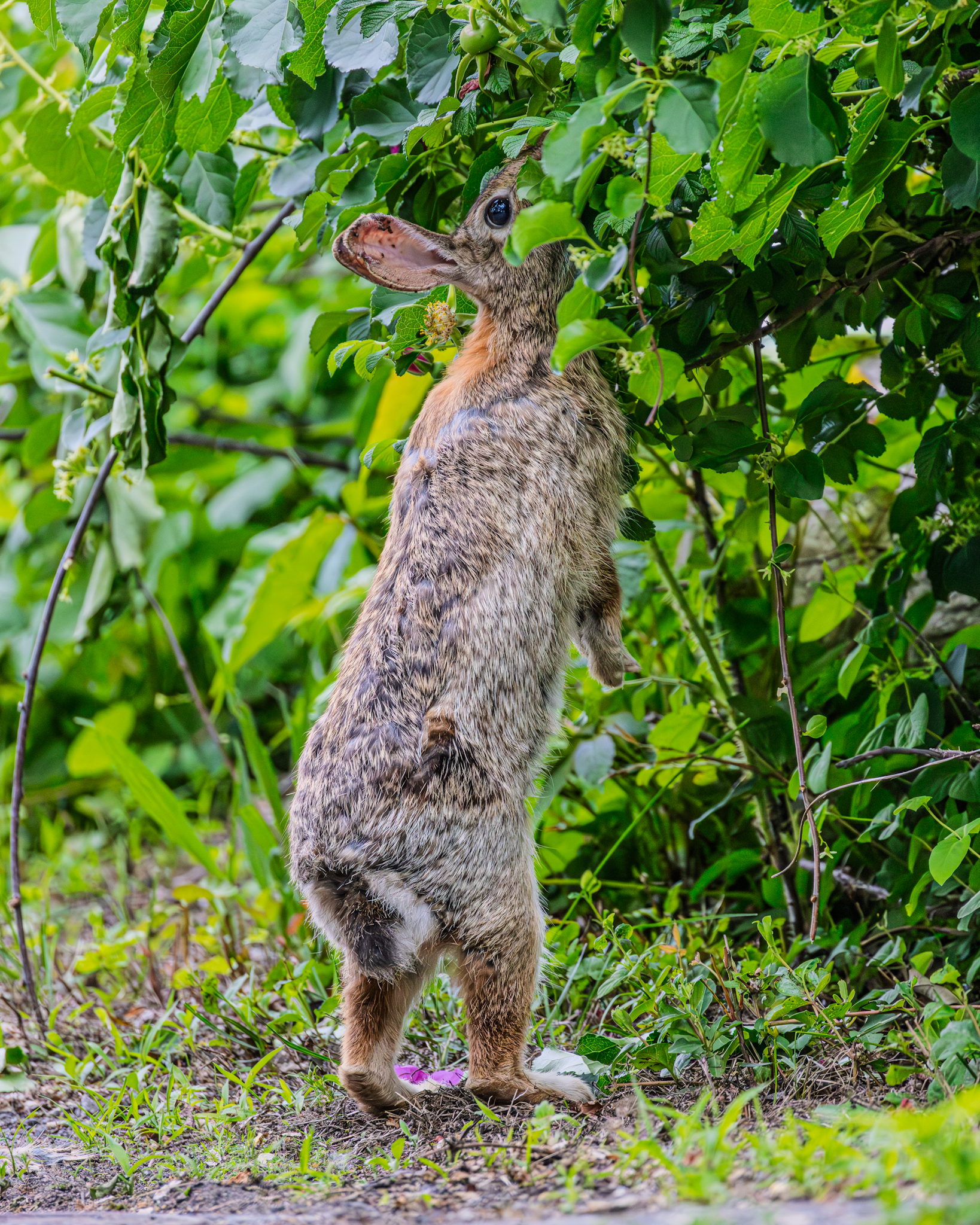 Roses for a Cottontail’s dinner
