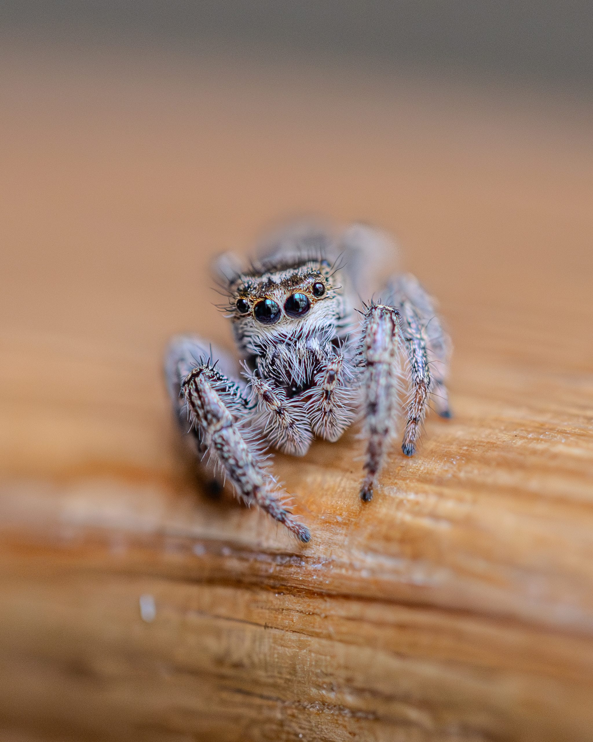 Curious jumping spider I found outside. Taken in macro