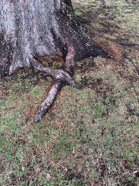 my favorite pine tree's dainty feet