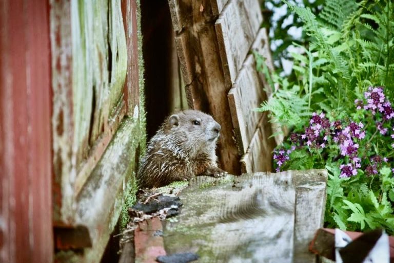 Little guy venturing out to say hello