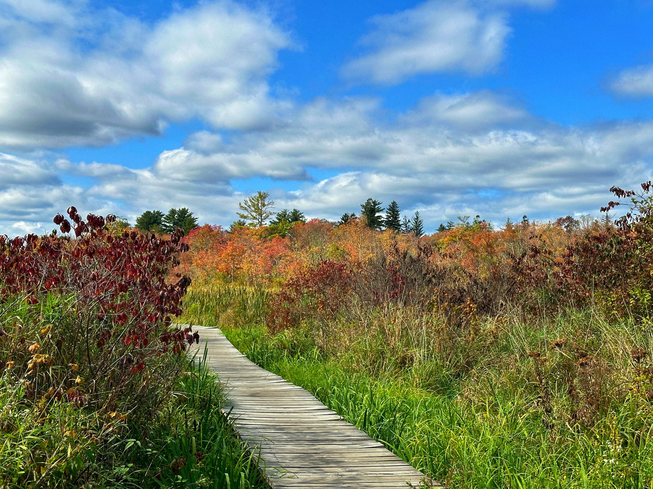 White Memorial Boardwalk
