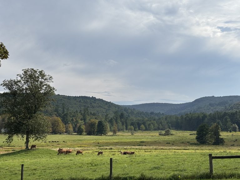Coltsfoot Valley