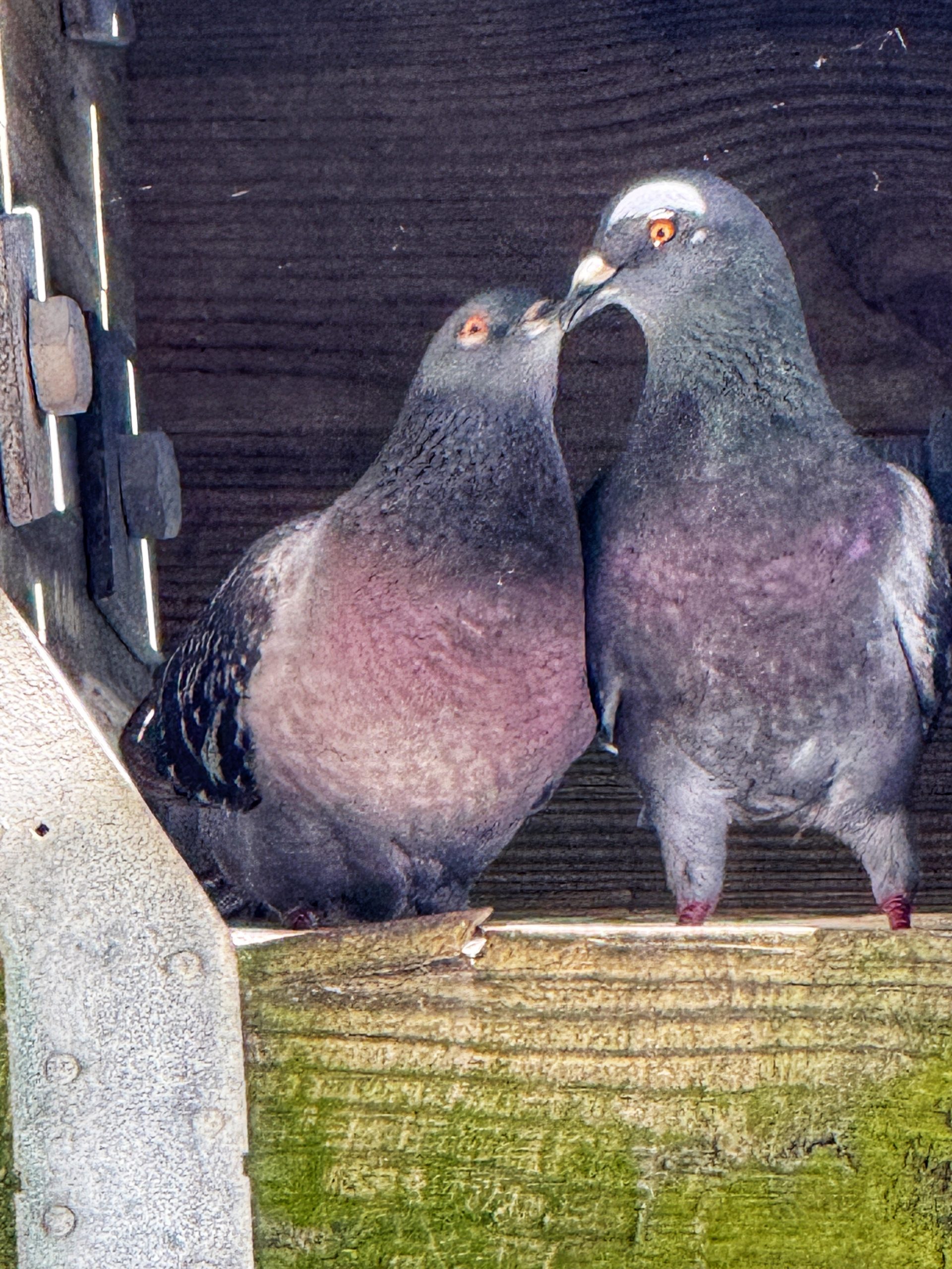 Pigeon Love