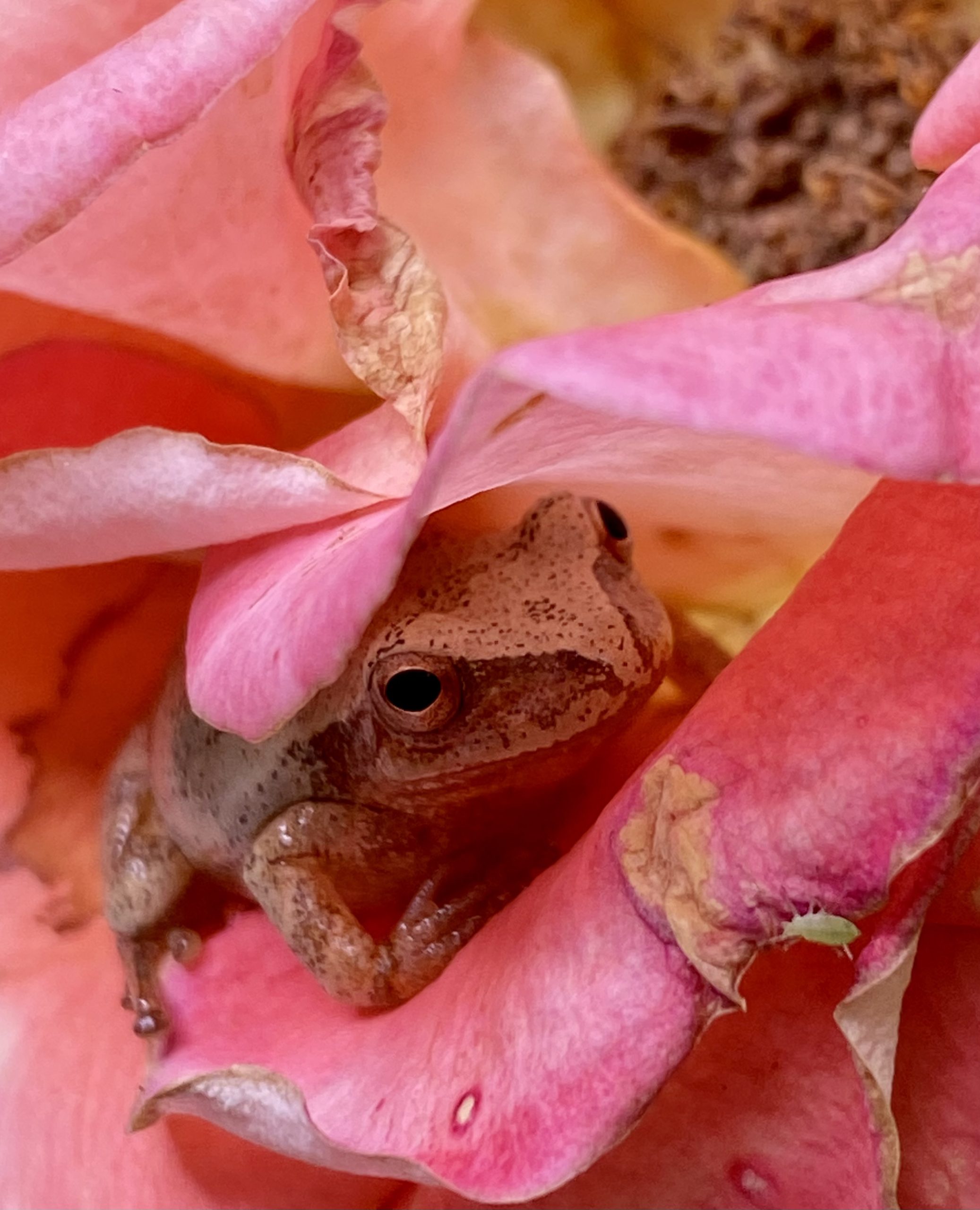 Tiny toad in Rose (eating aphids)
