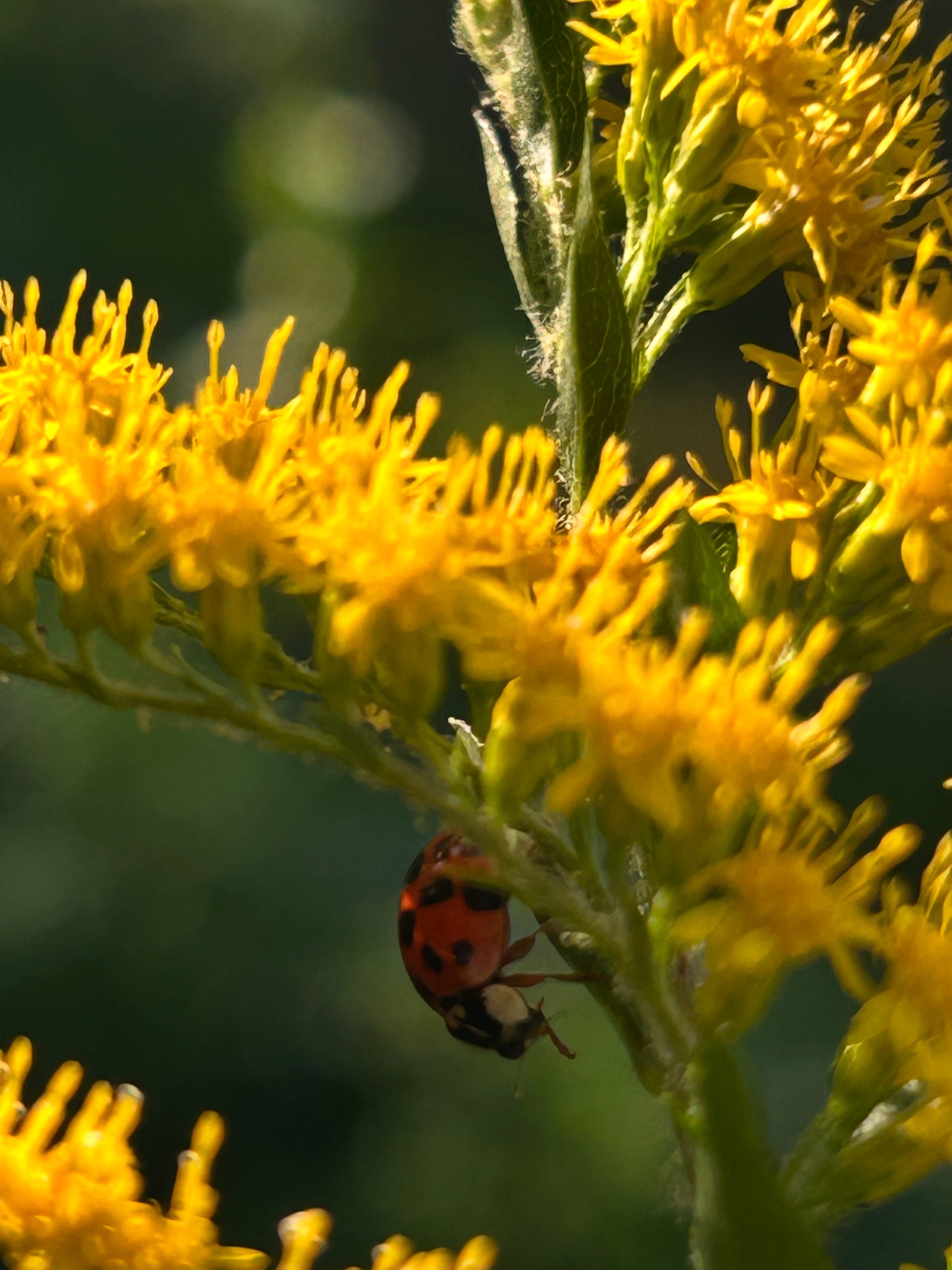 Ff 7aab074fdef7d21fd25deda381b182d0 ff cc5c3ebf b7a7 451e 9d69 9443416a9b6a