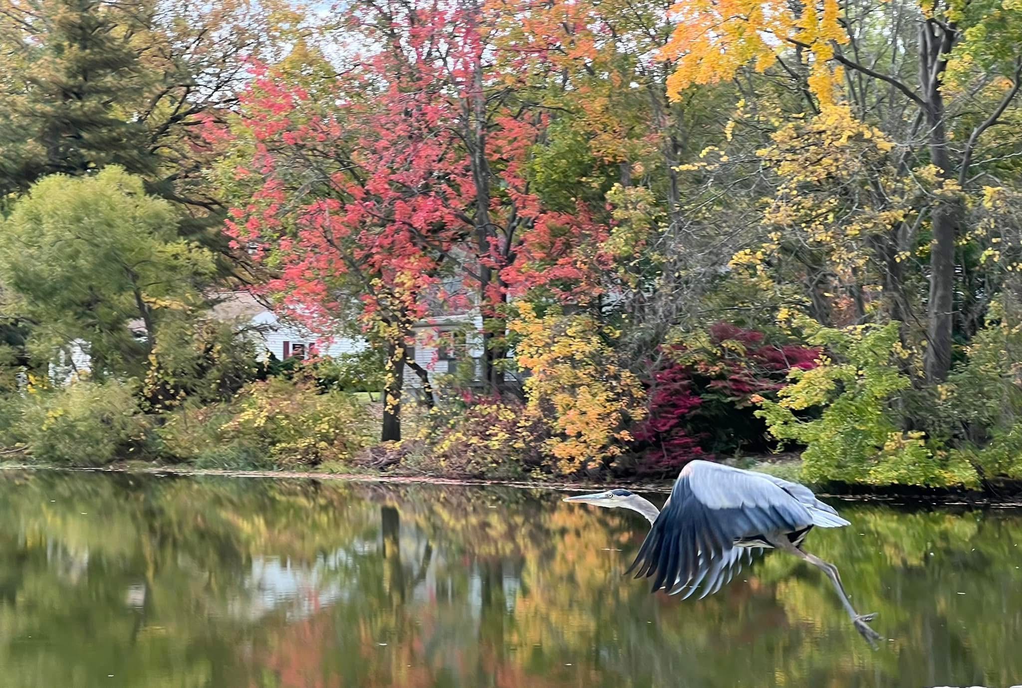 Fall Colors in Danbury