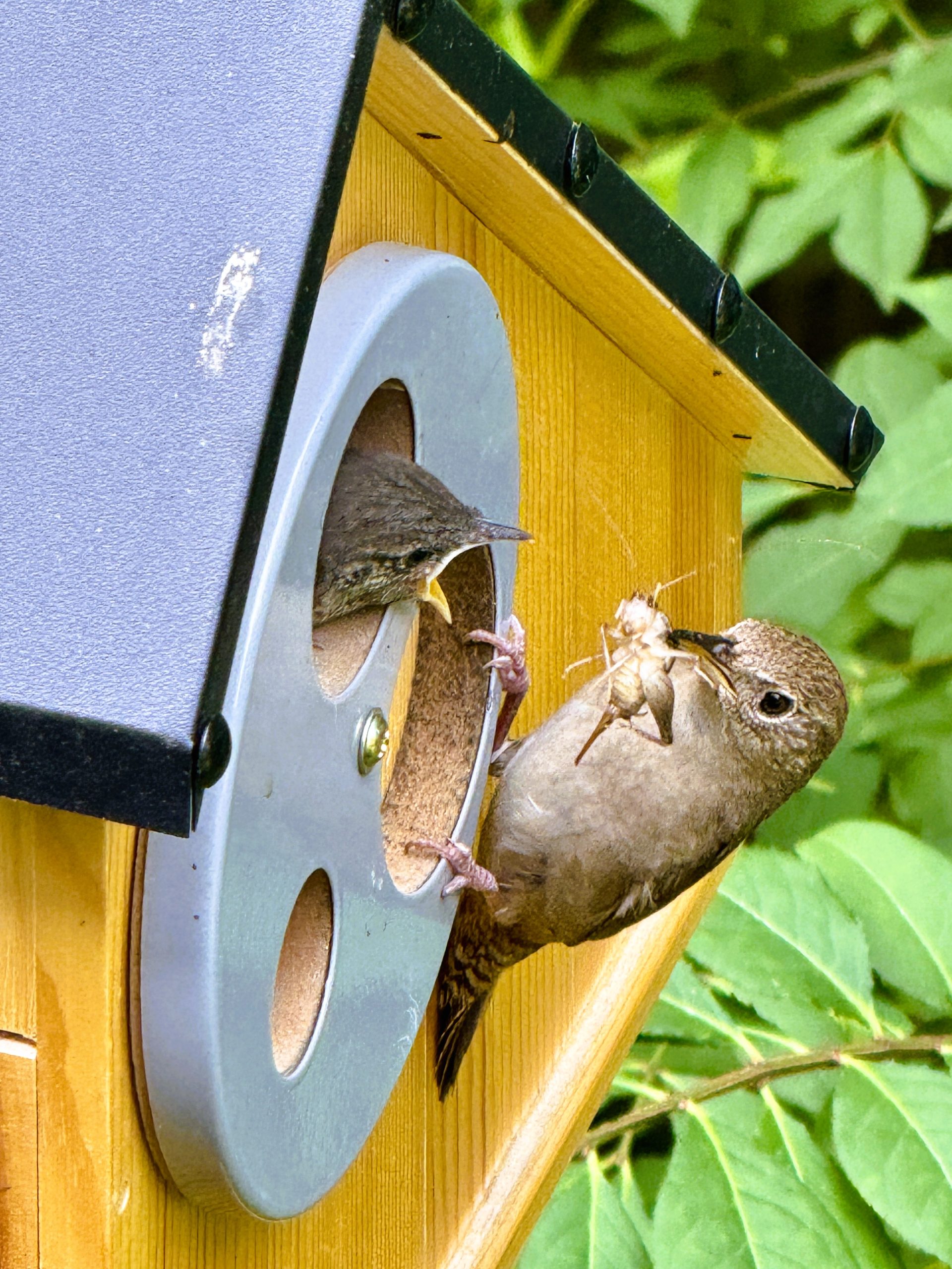 Feeding Time (House Wrens)