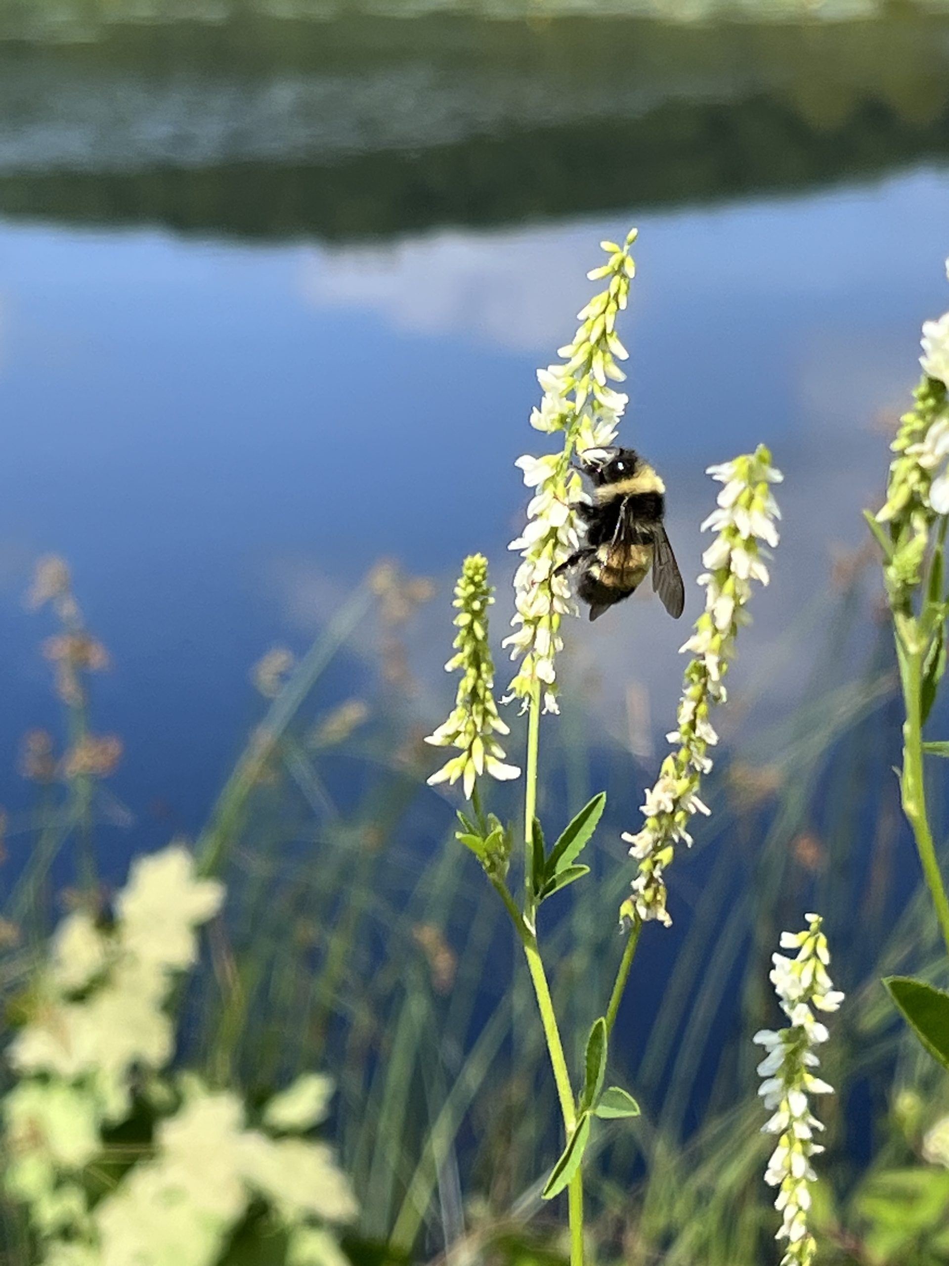 Yellow-banded bumblebee on white clover