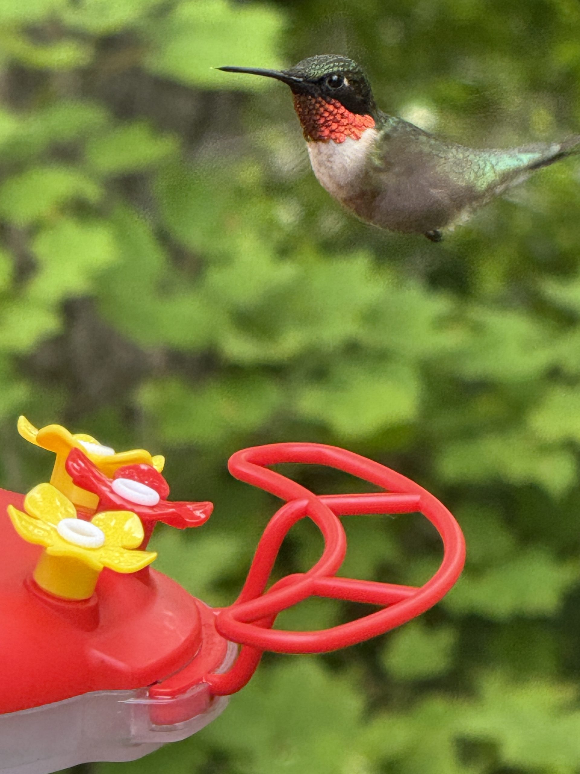 Male Ruby Throated Hummingbird