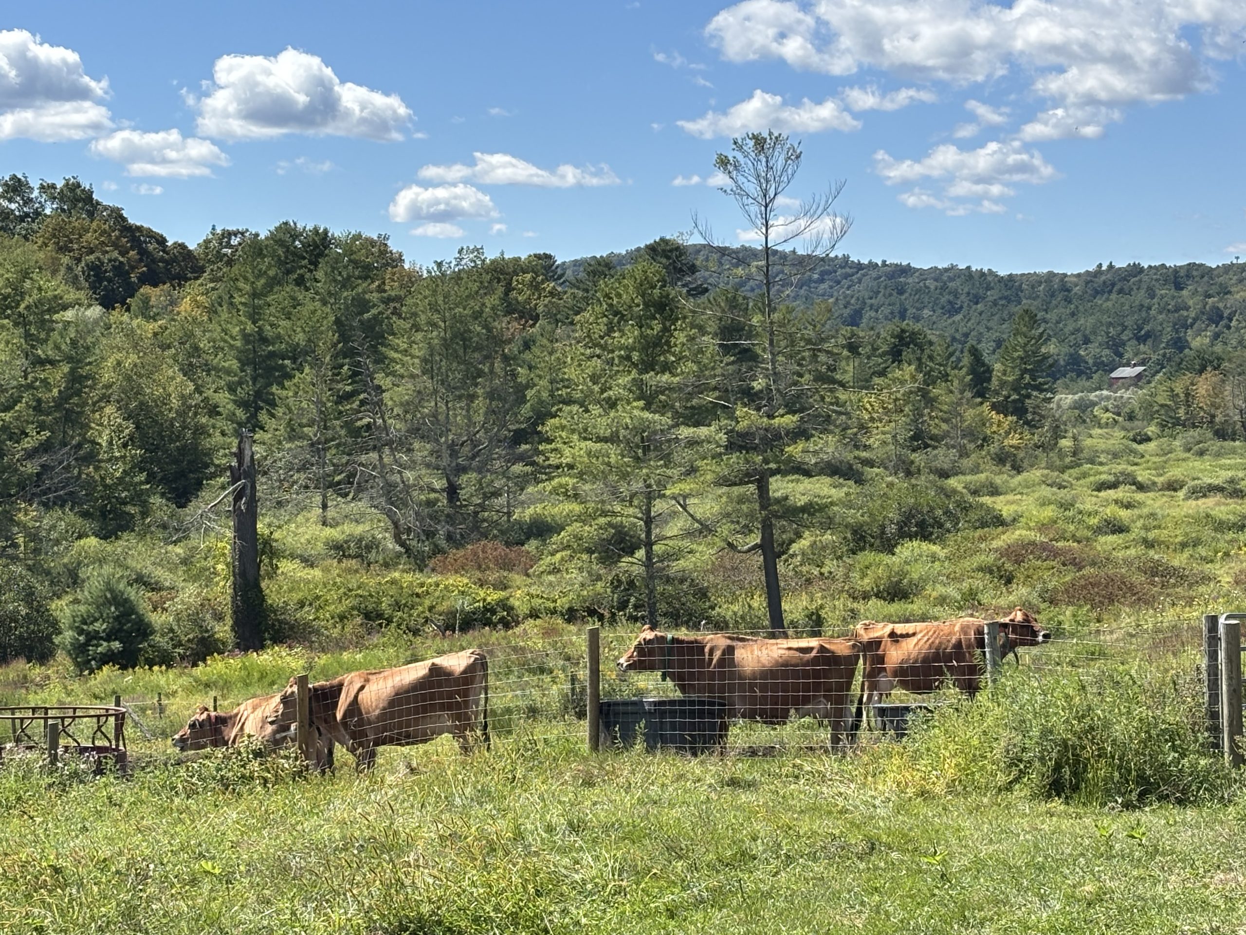 Coltsfoot Valley Farm