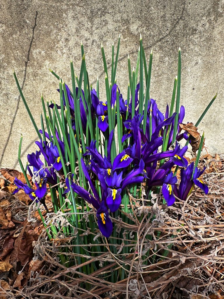 Irises