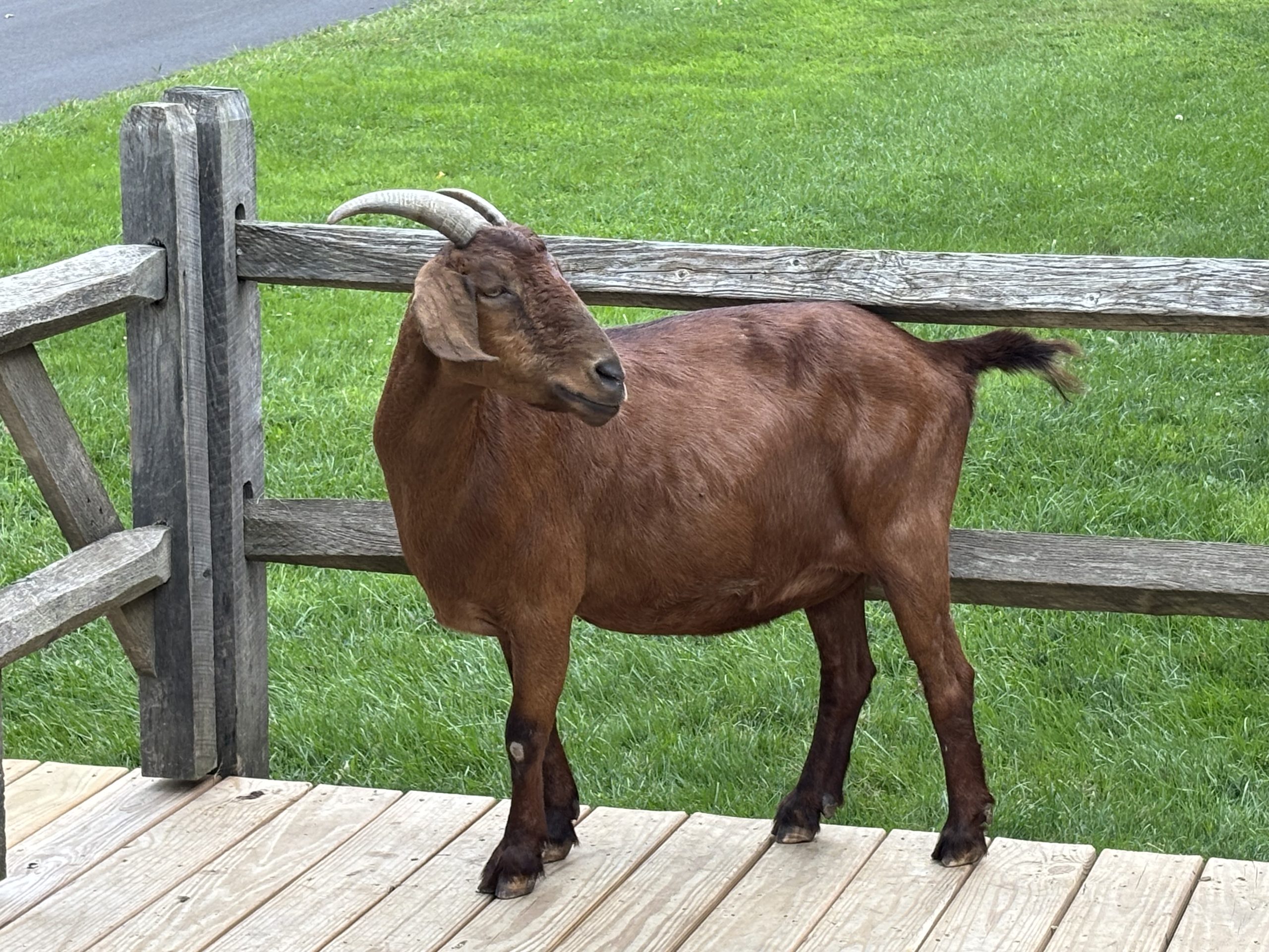 Master goat “ I am in charge “