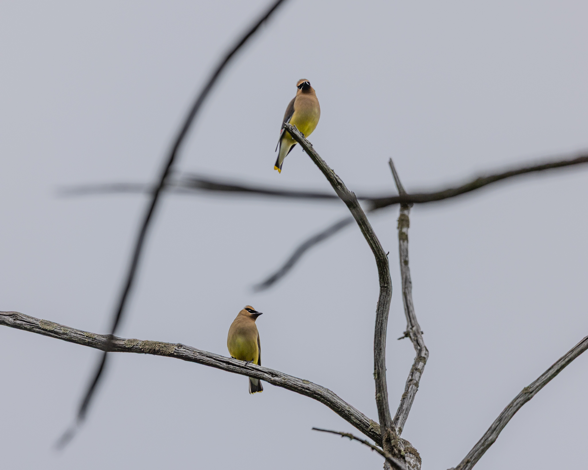 Geometric Cedar Waxwings