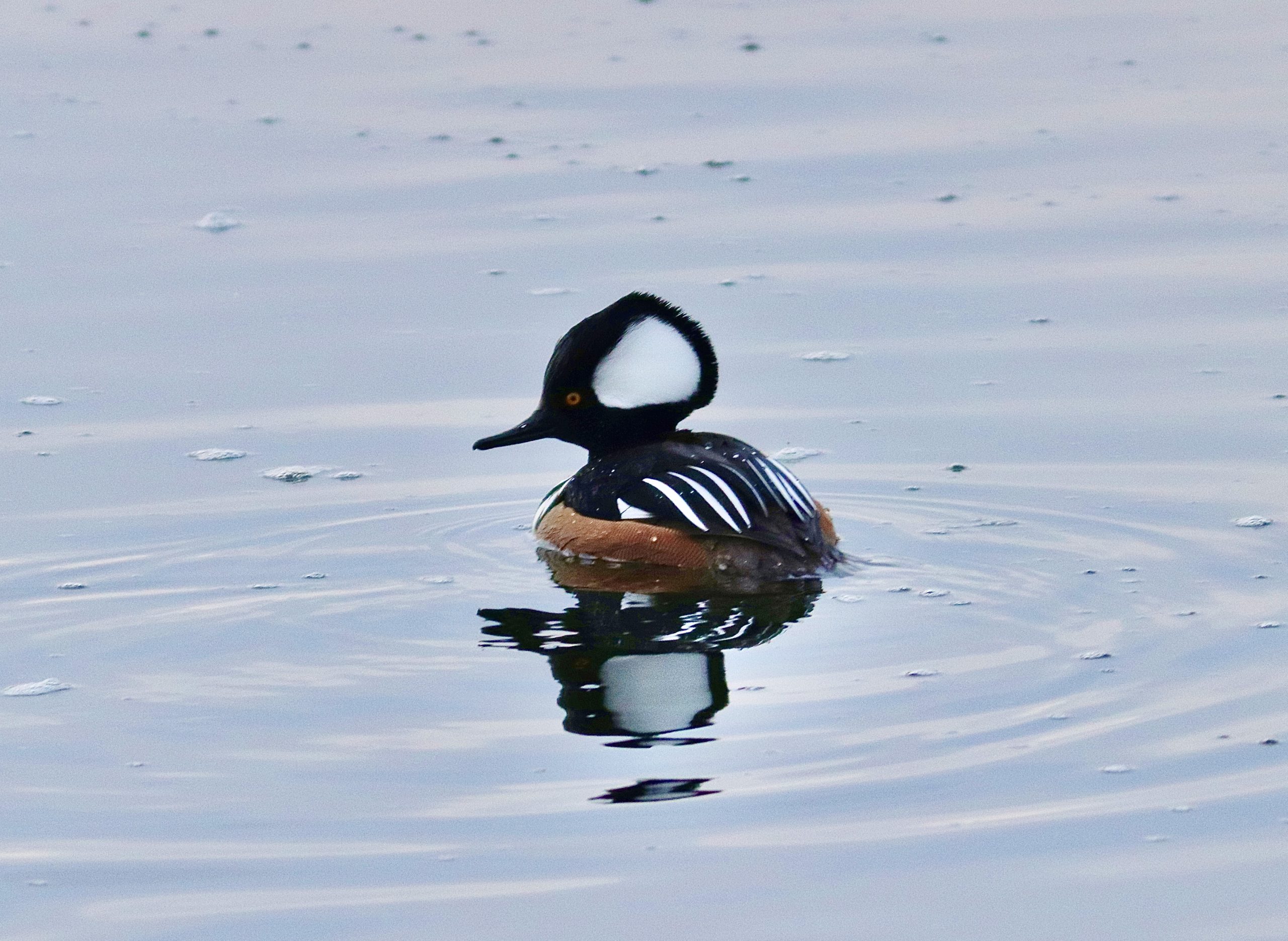 A Hooded Merganser swimming on Cheshire Reservoir