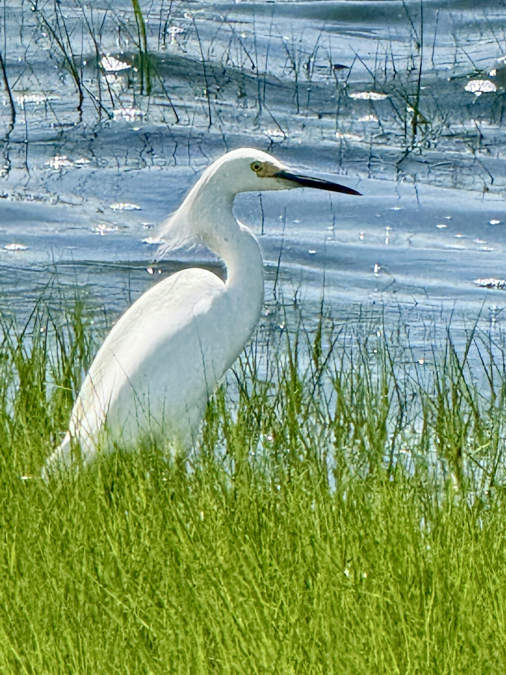 Egret