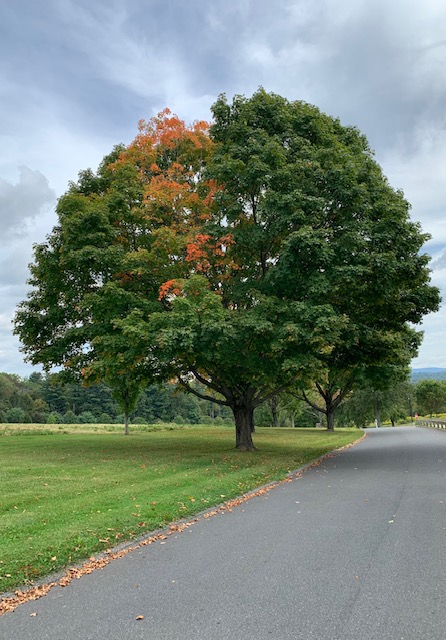 First Blush of Autumn