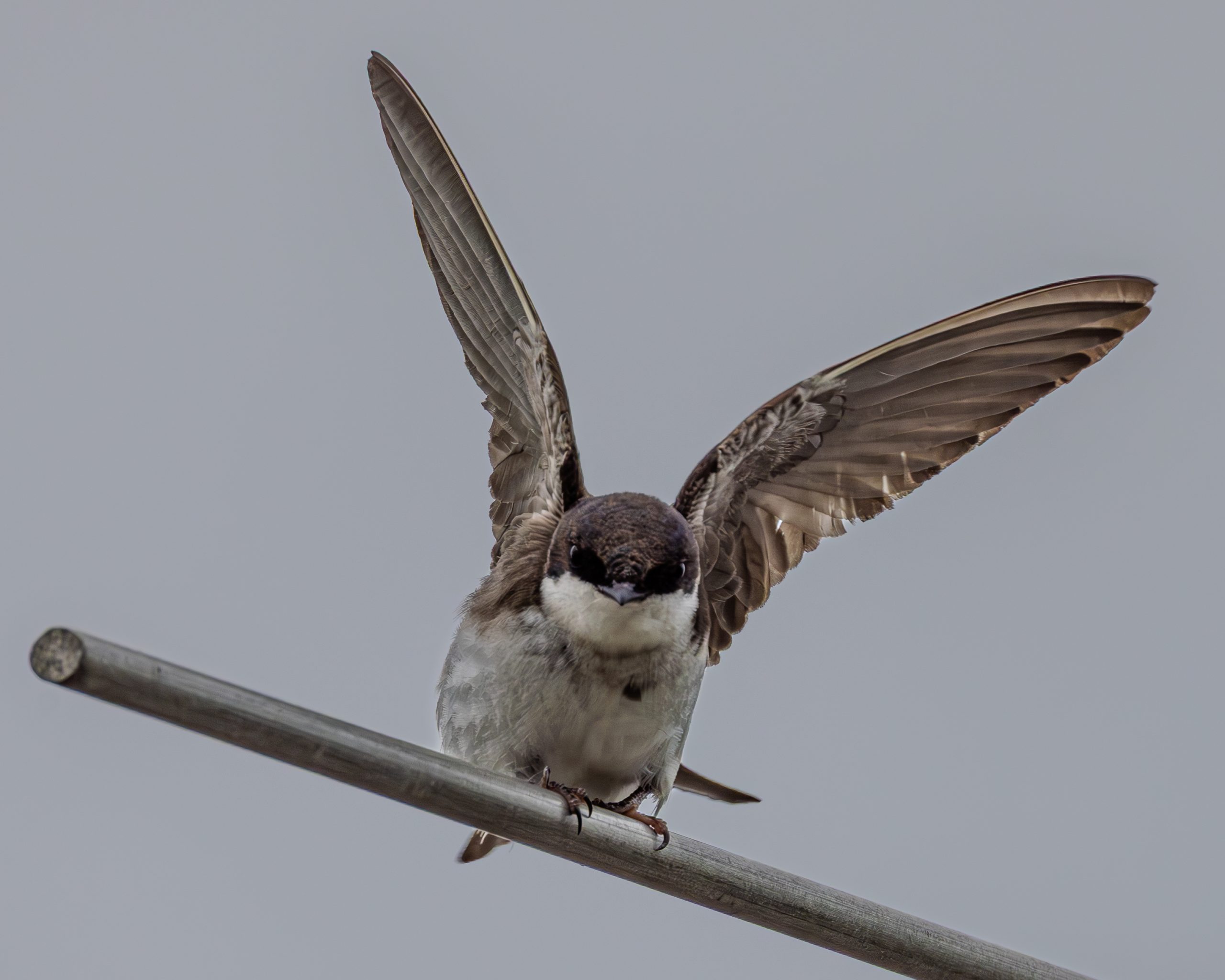Tree Swallow getting ready for take off
