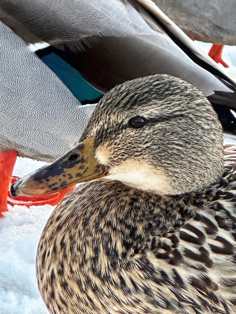 Just Ducky