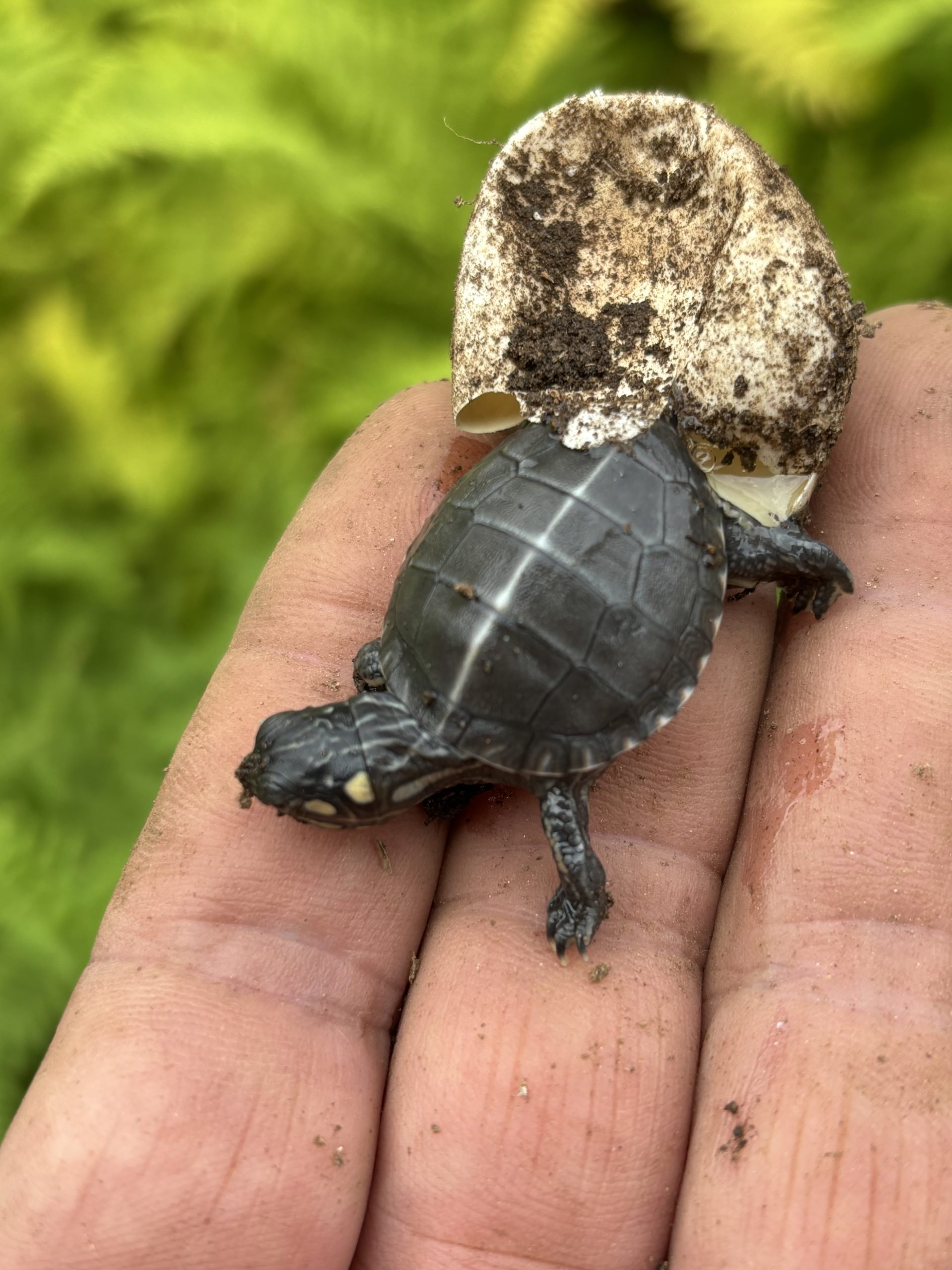Just that moment hatched. A few day early hatchling turtle