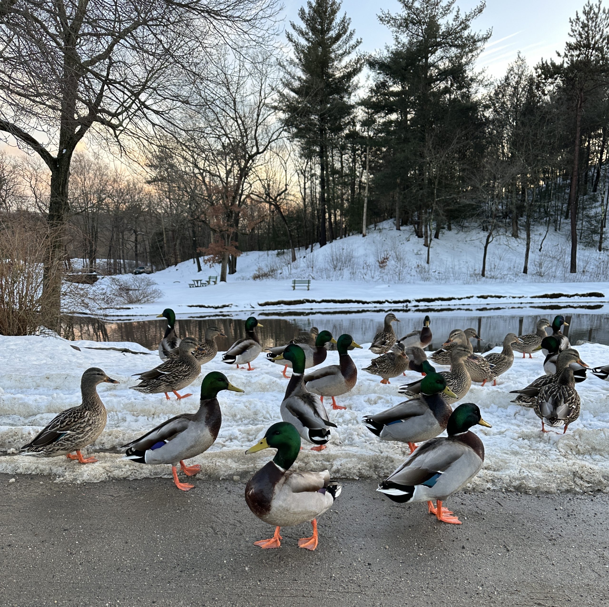 Ducks Everywhere