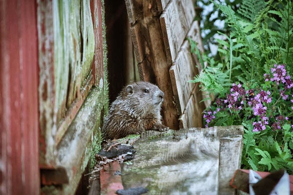 Just a nosey groundhog checking me out