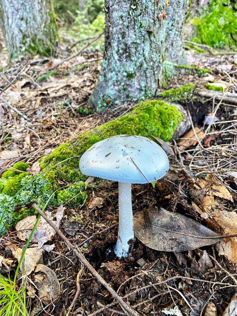 Amanita Mushroom