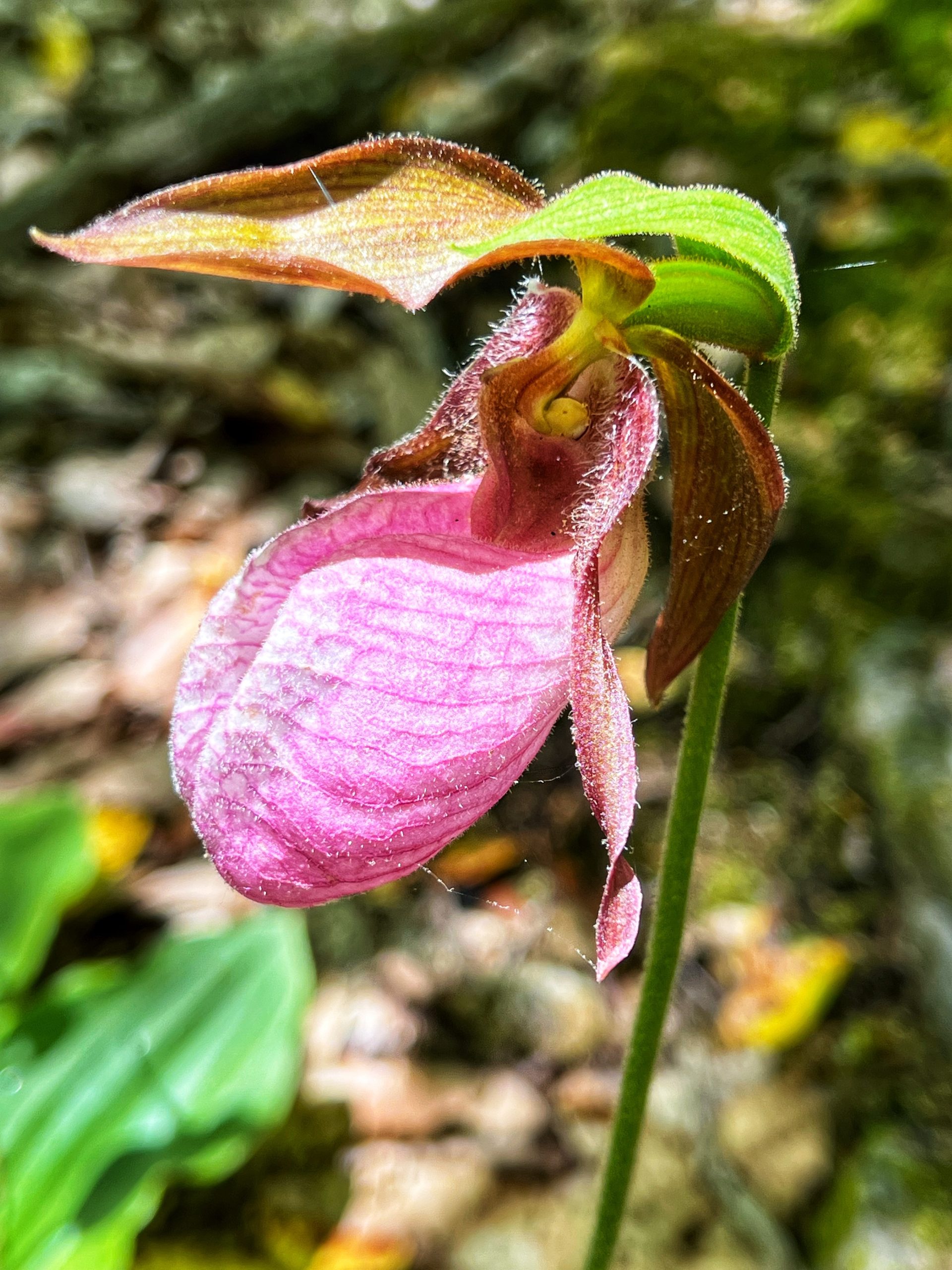 Lady Slipper