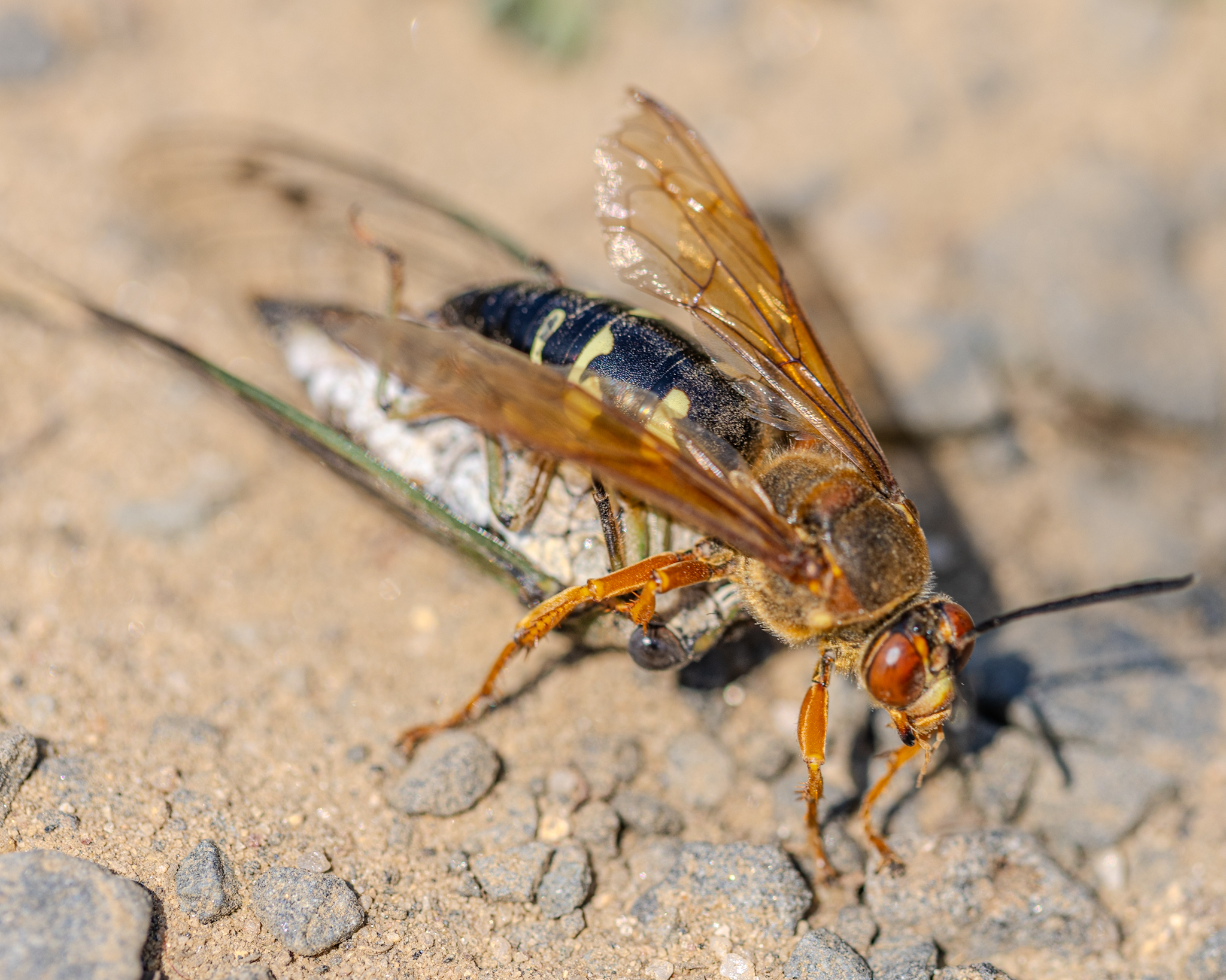 Cicada Killer Wasp was dragging it’s paralyzed prey across the parking lot trying to get to the grass and nearly getting hit by cars, so I stopped and picked both the cicada and the mighty wasp up in my bare hand and relocate the, to where he/she was trying to go. It didn’t sting me and it remained calm in my hand as I dashed across the dirt lot to the grass and then it just carrying on its merry way dragging its lunch in the grass!