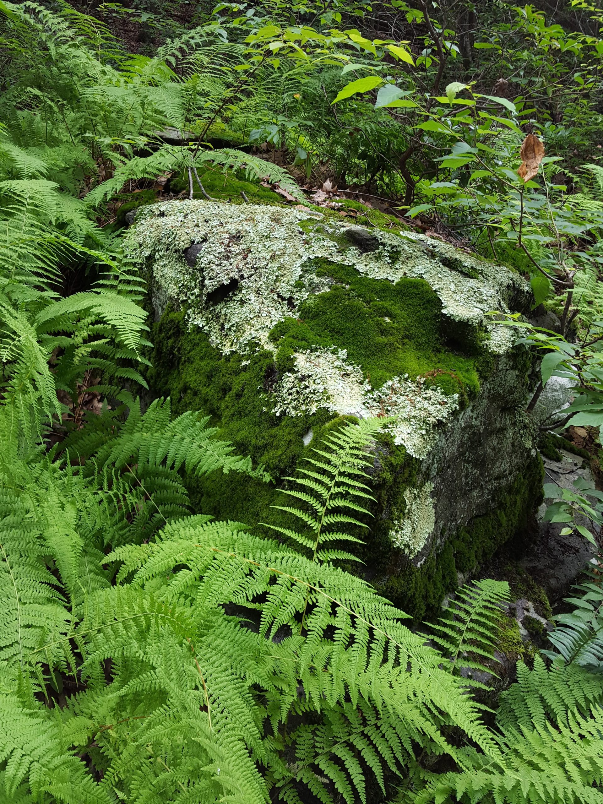 Shades and textures of green