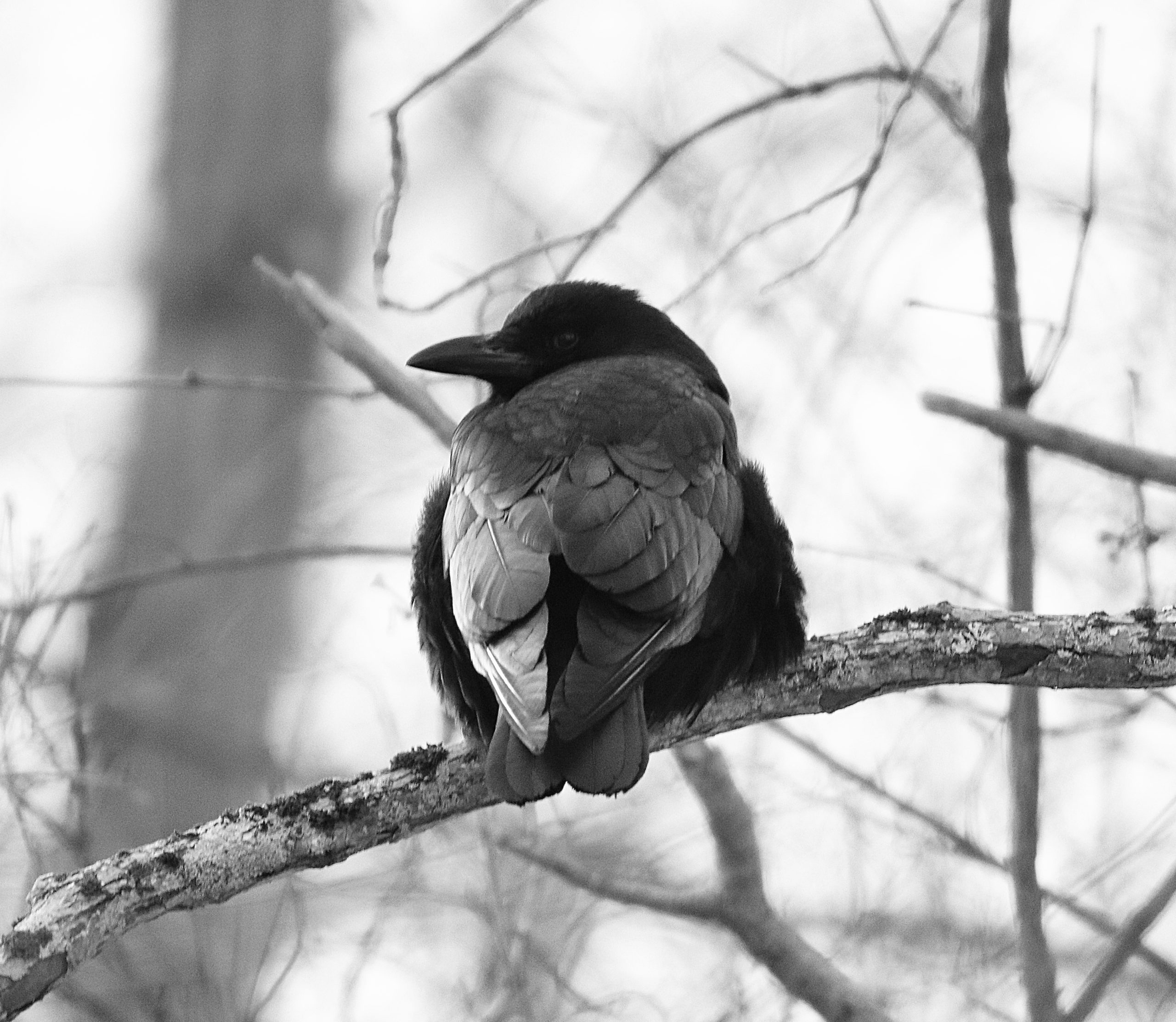 Black and White Photography of an American Crow perched in a tree looking over the lake