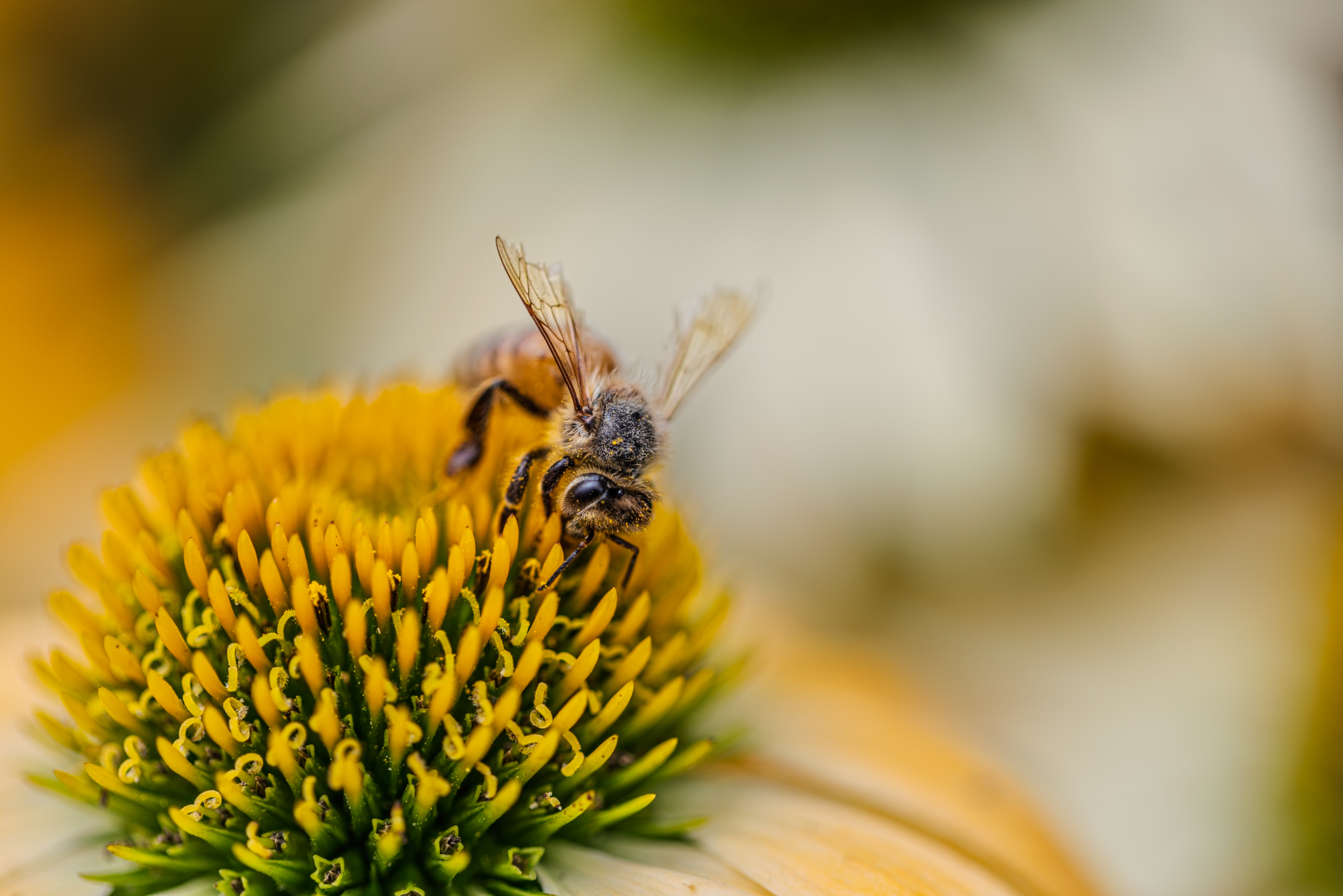 Honeybee Pollinating gorgeous yellow Coneflowers/ Echinacea for sale