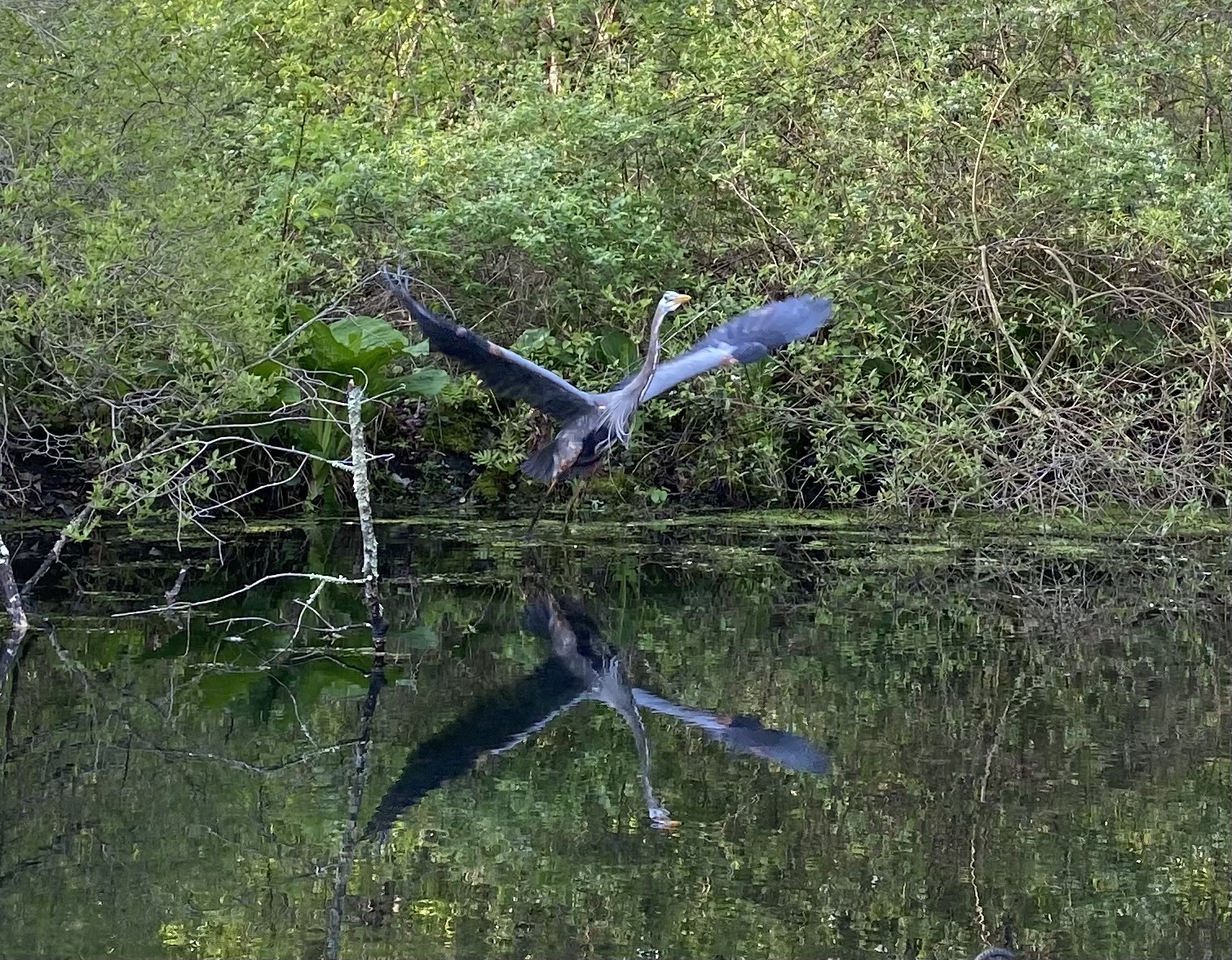 Great Blue Heron hug