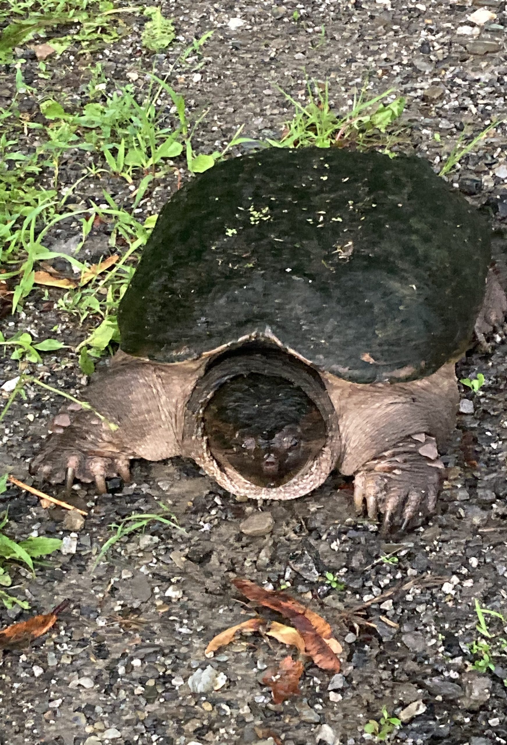 Snapping Turtle