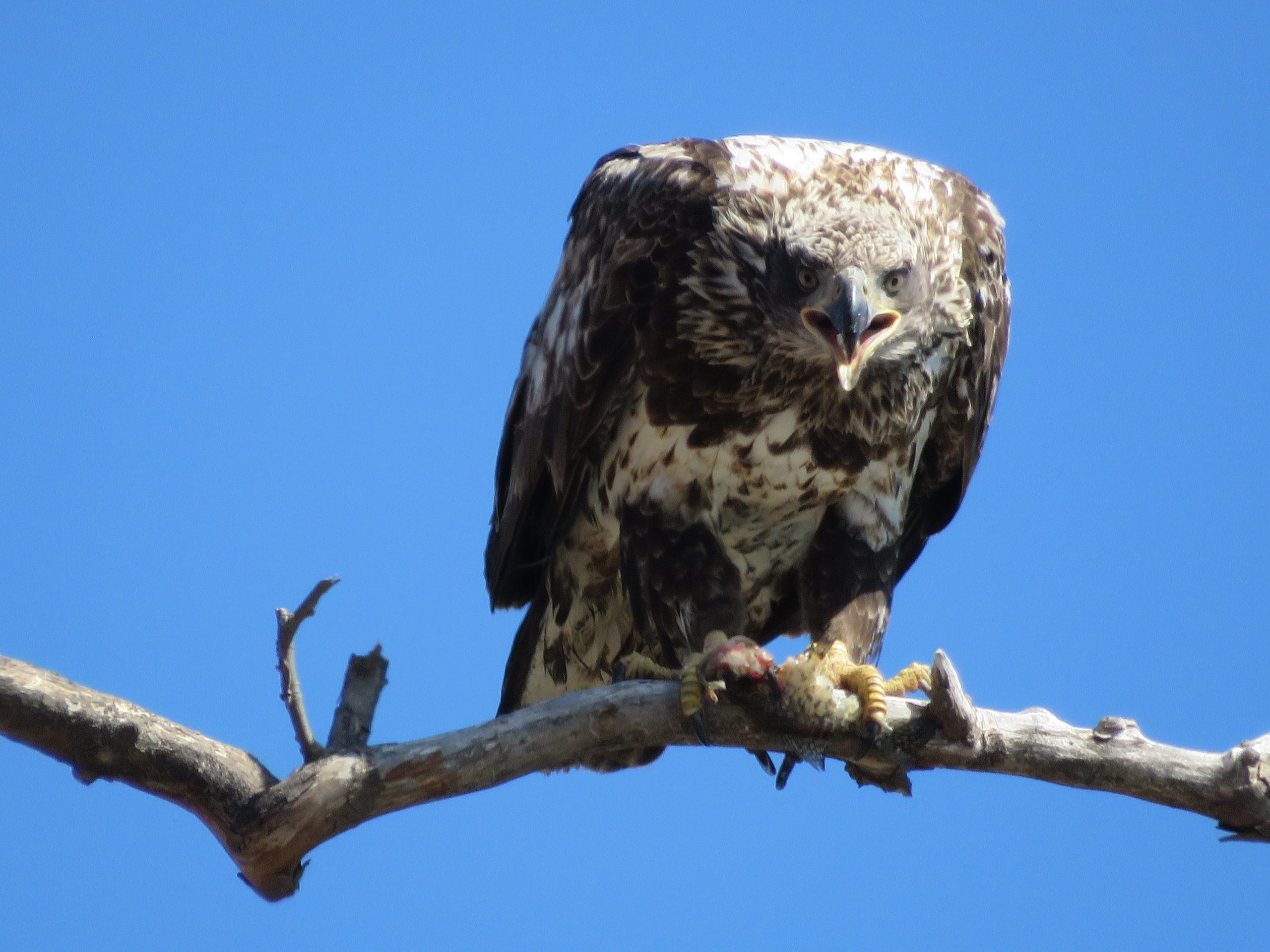 Immature bald eagle with a fish