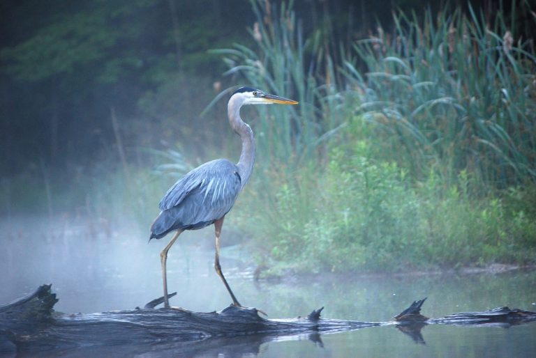 Elegant blue heron