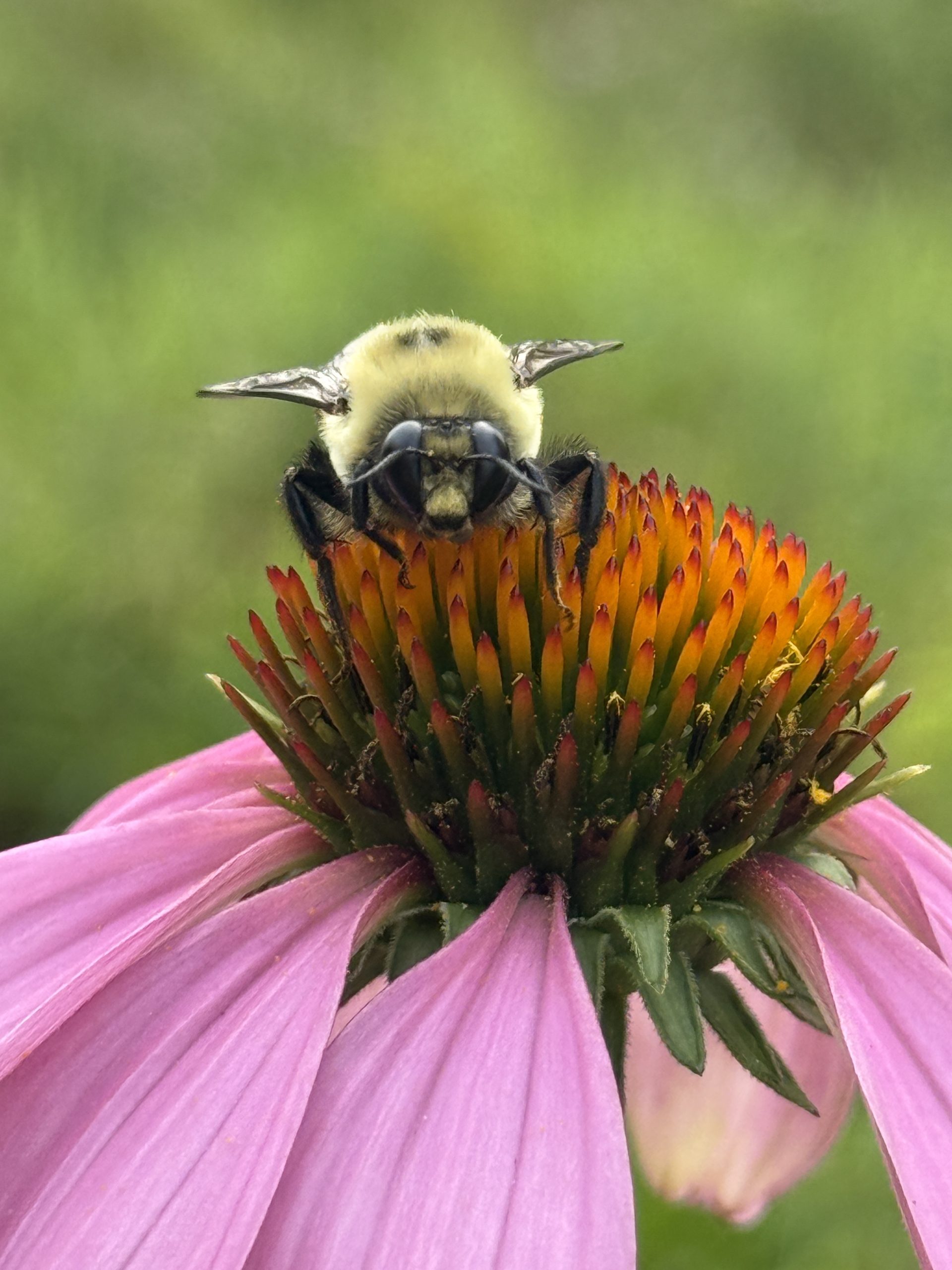 Pollinator