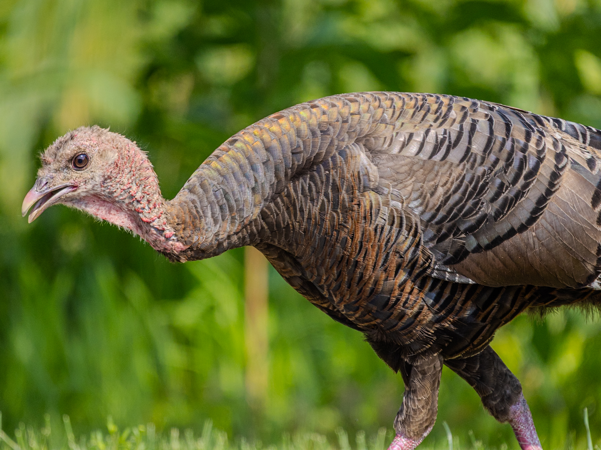 Turkeys like living near the beach too!