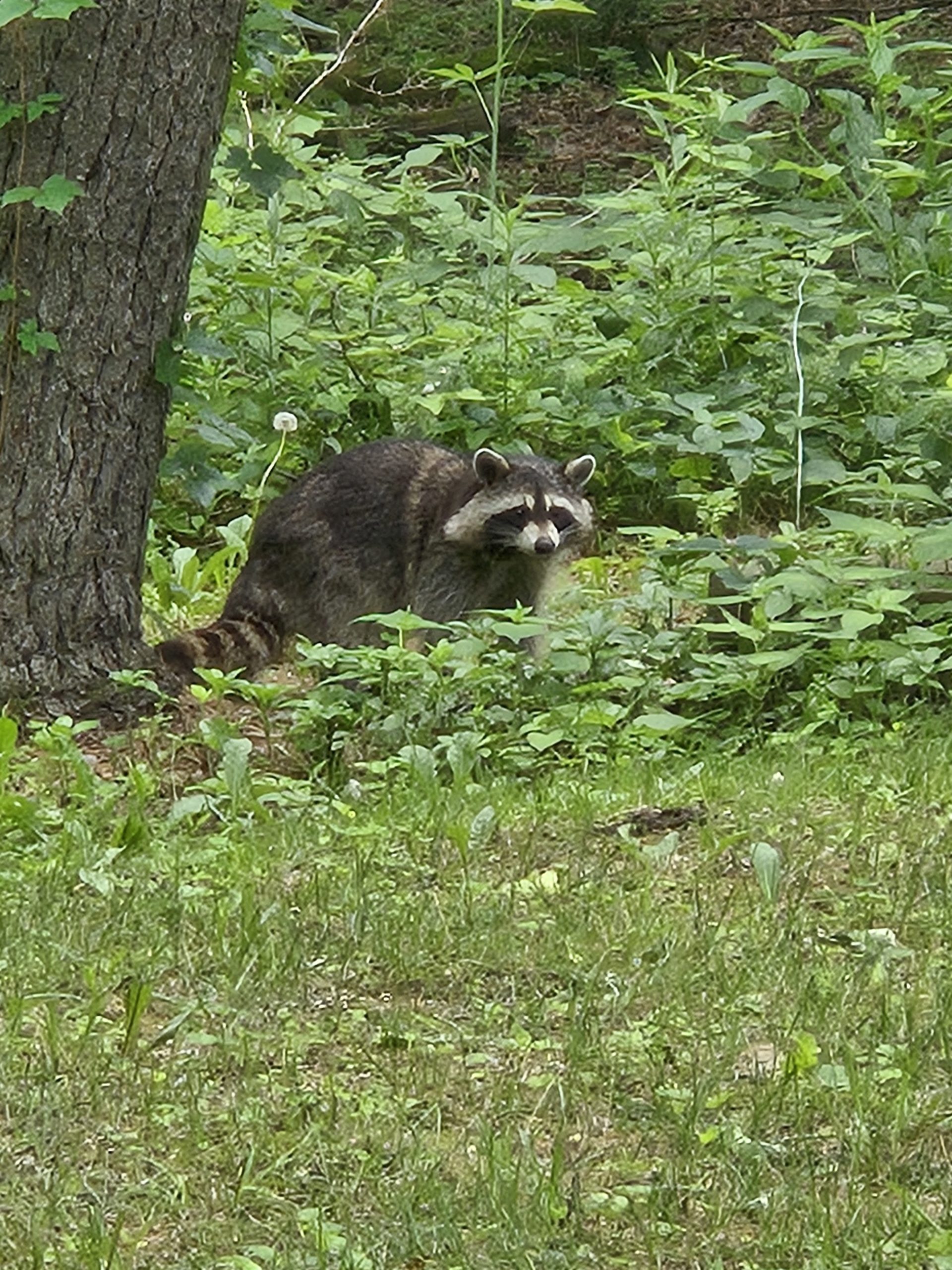 Rocky Raccoon by my garden shed. Such a gorgeous, huge, healthy raccoon! He posed for this photo!