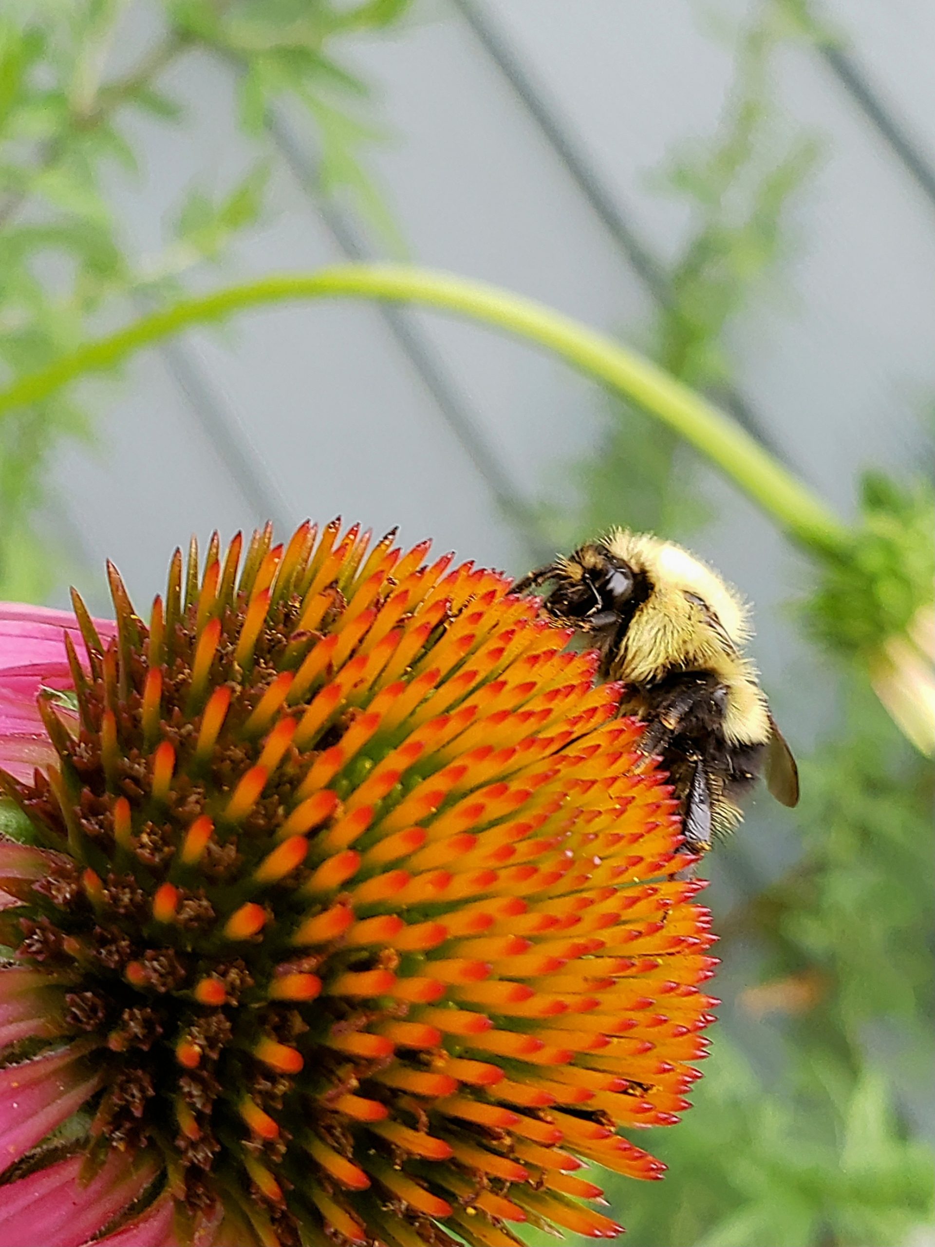 Bee on Coneflower