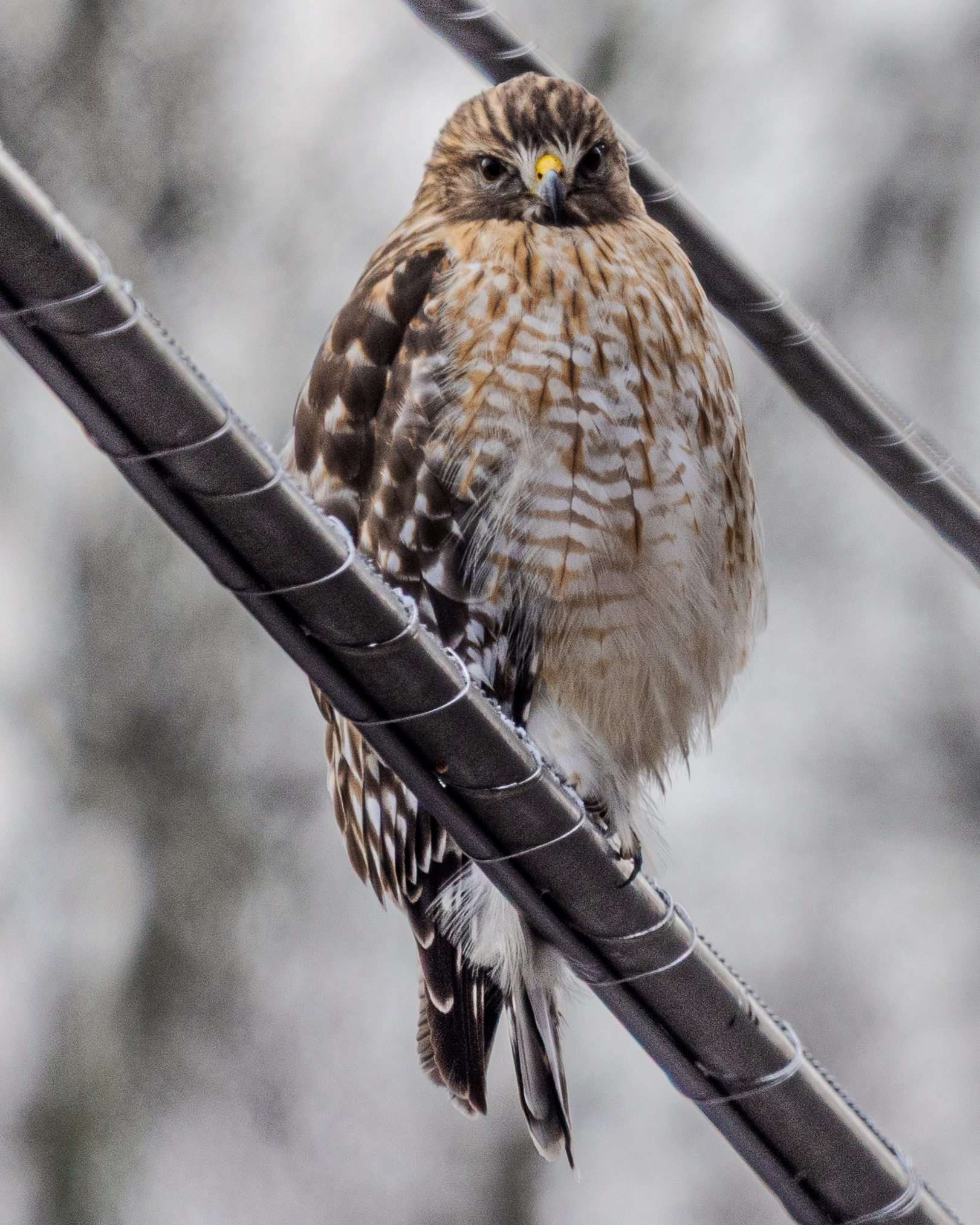 Red Shouldered Hawk hunting in the snow