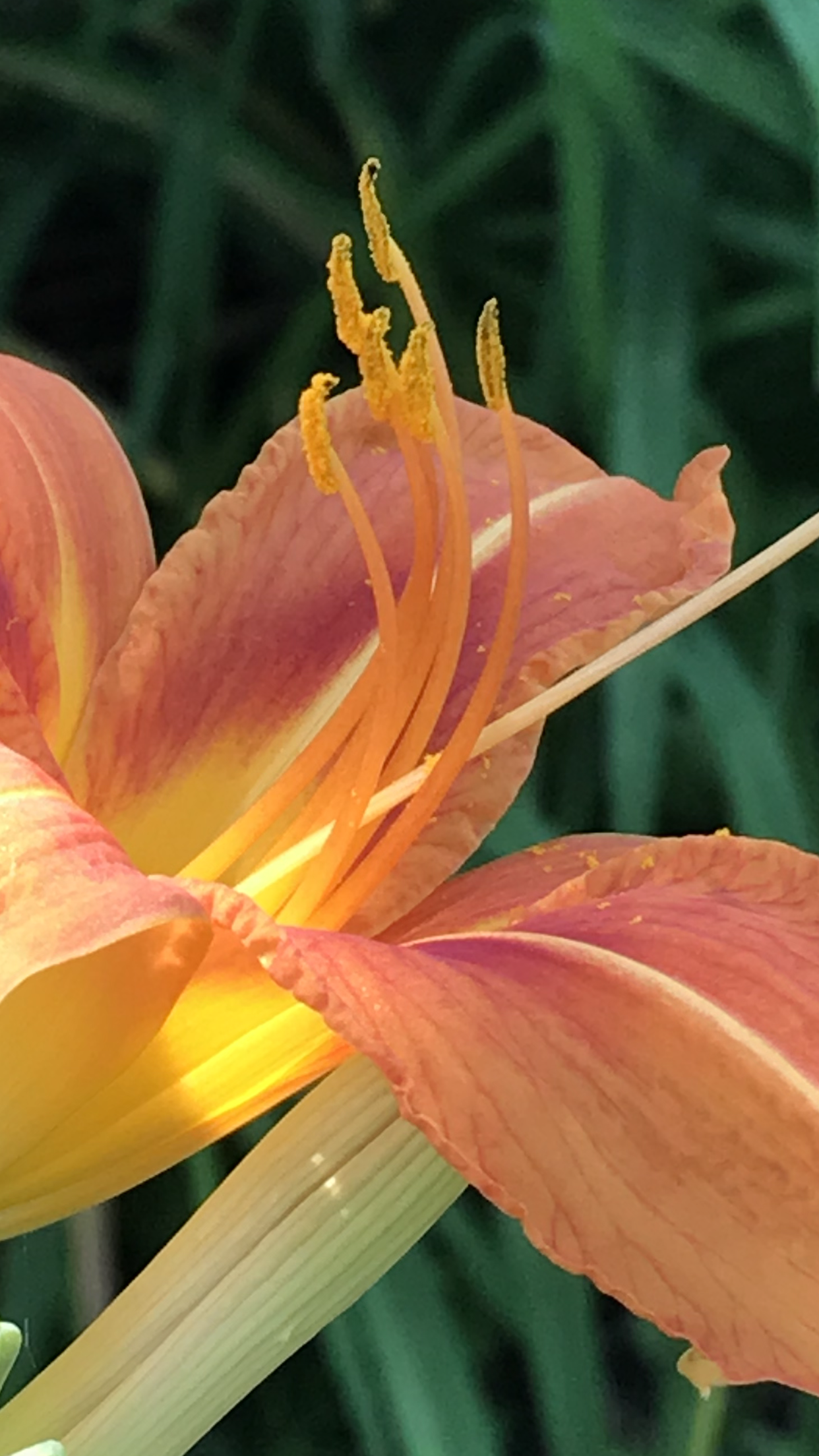 Day Lily