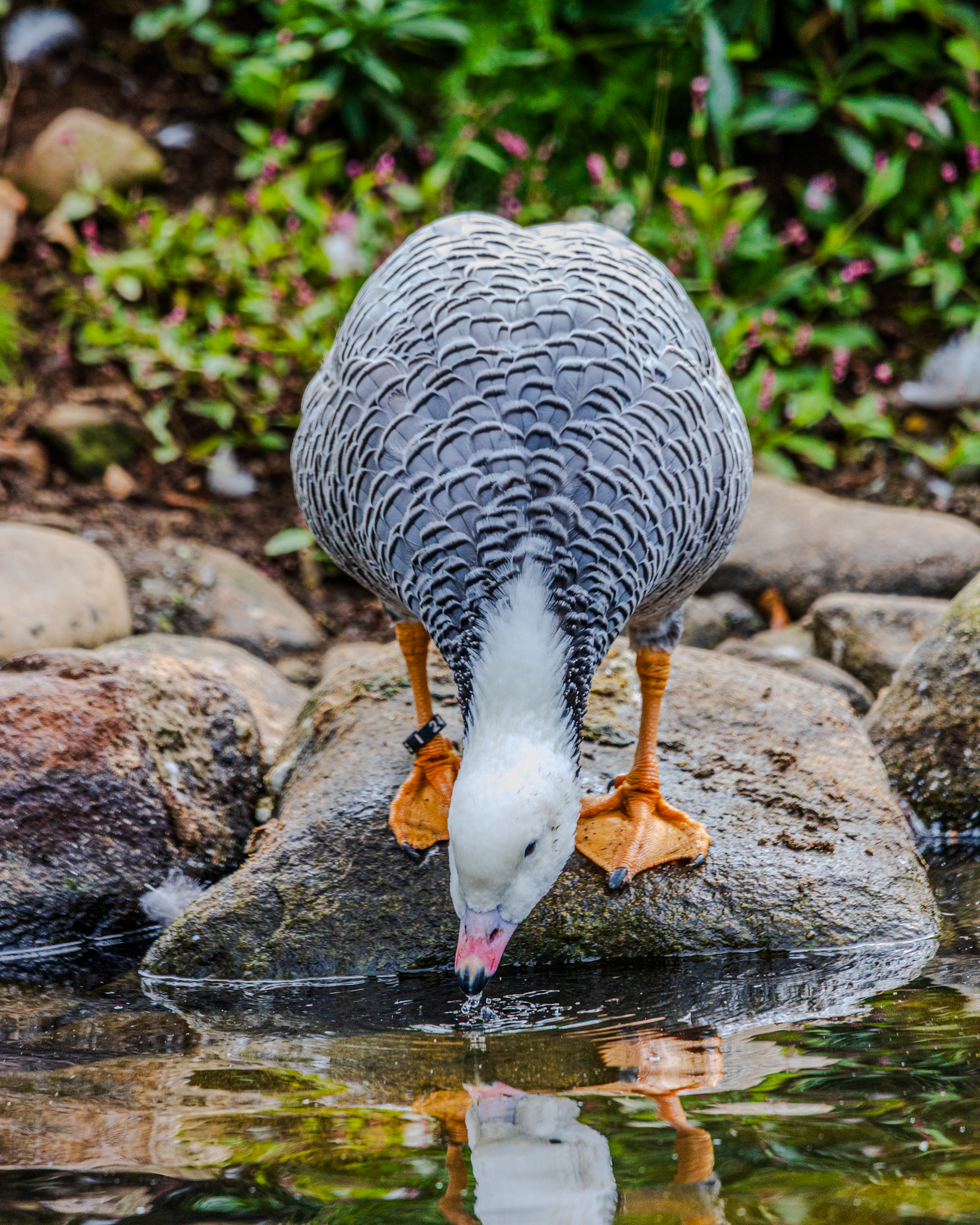 Elegant and regal Emperor Goose taking a drink of water