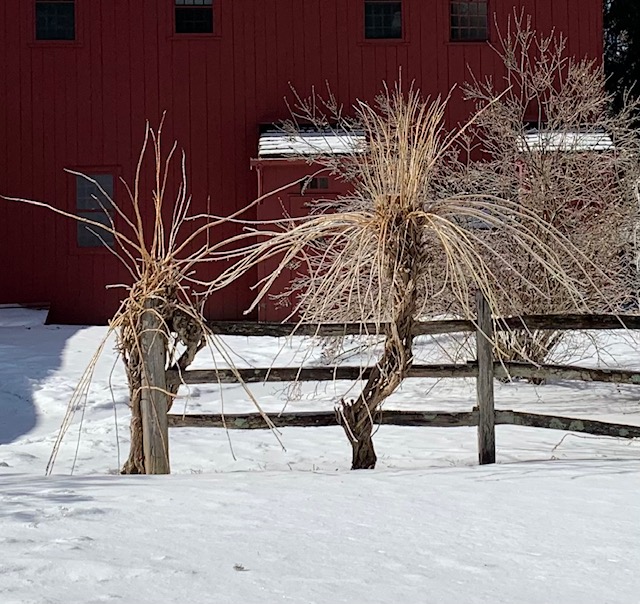 Two icy bare trees by fence in winter