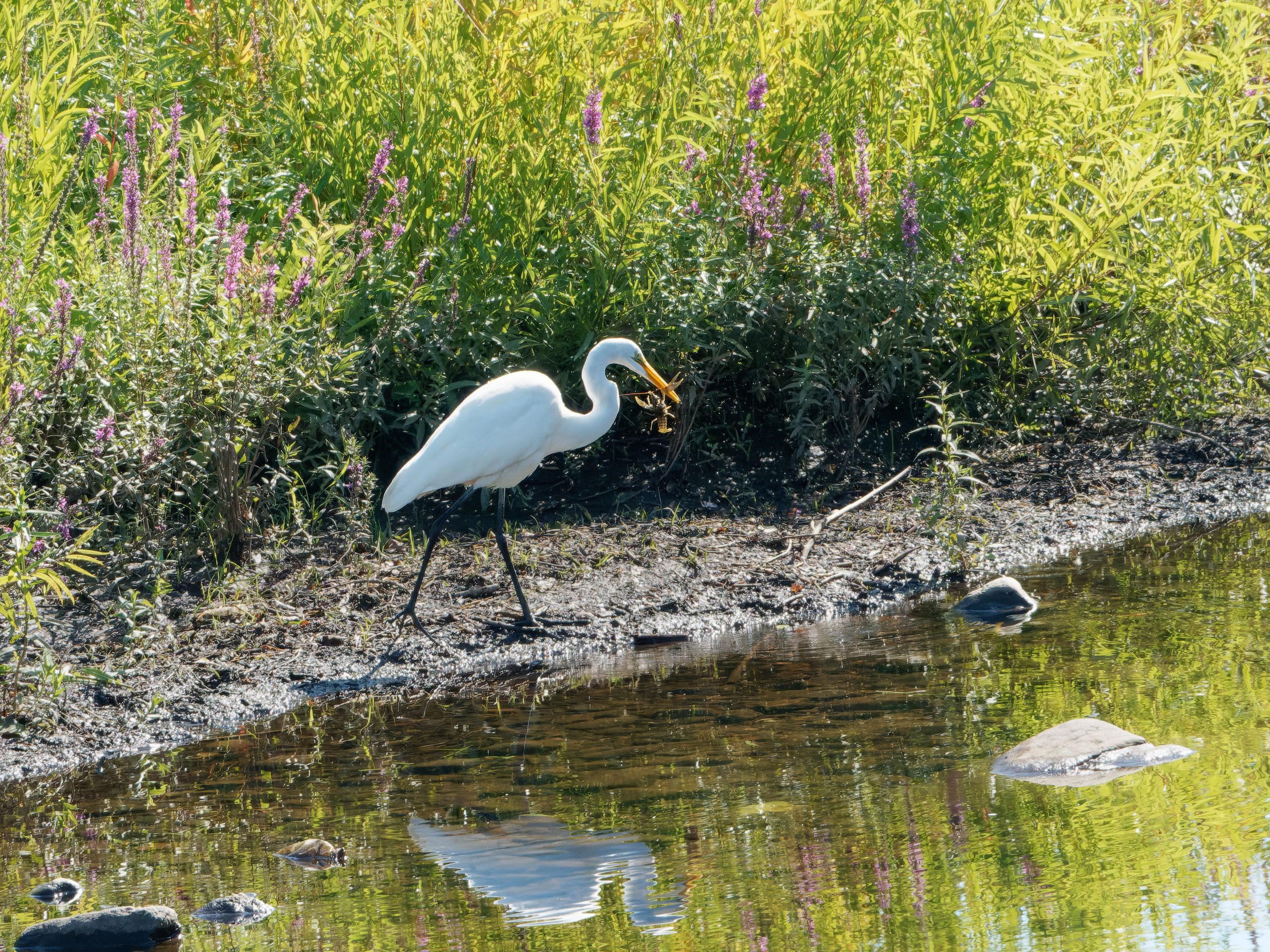 Great White Egret with a crayfish