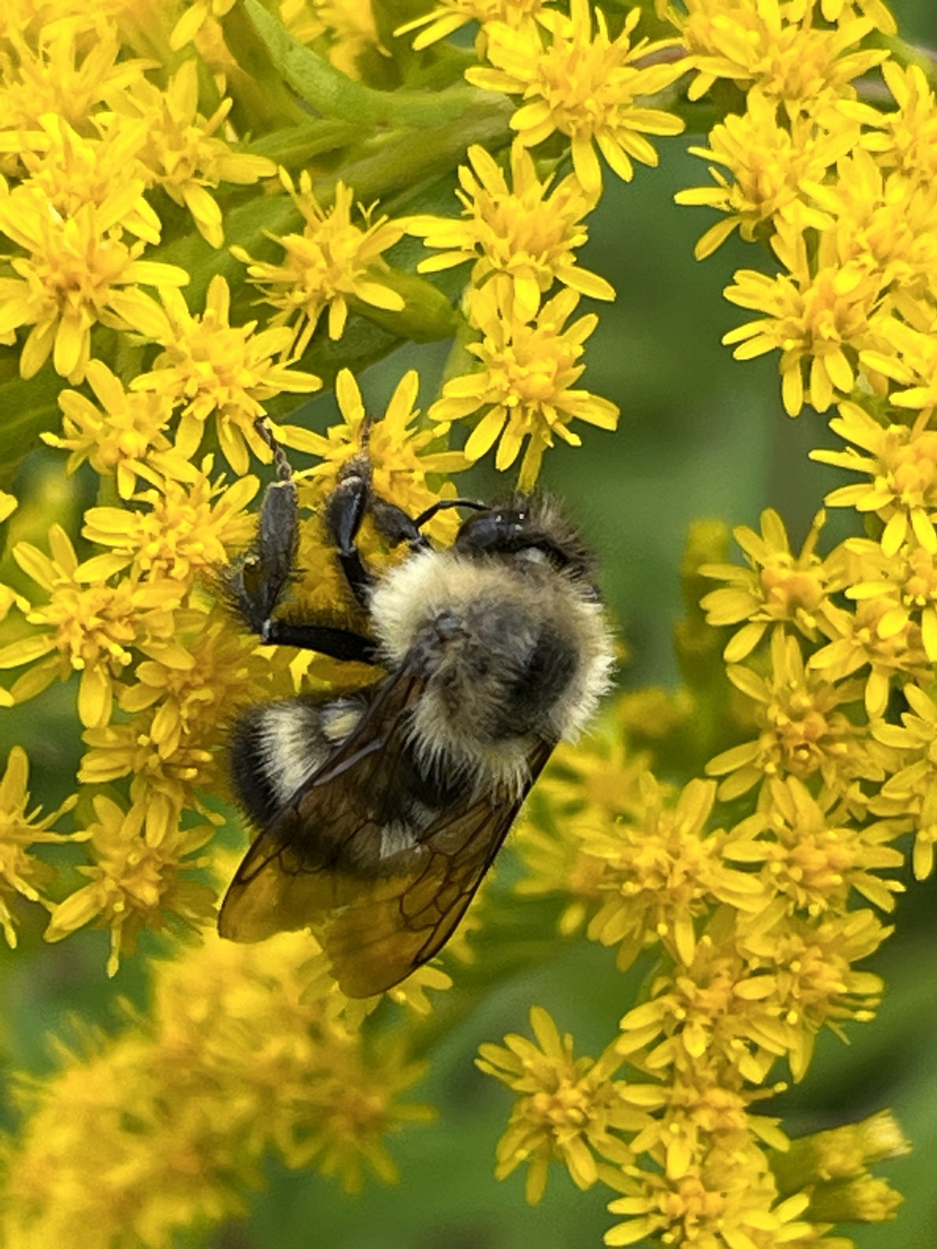 Bumblebee on goldenrod