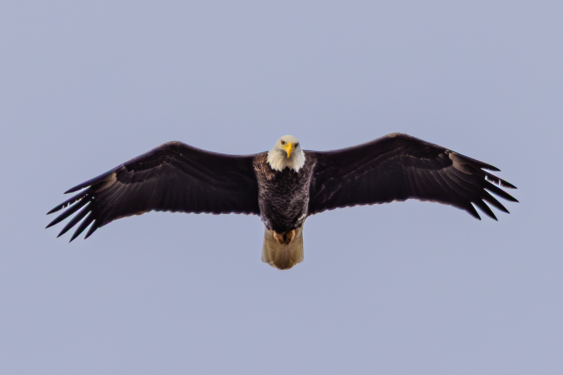 Bald Eagle looking straight at me awhile flying by wetlands looking for fish