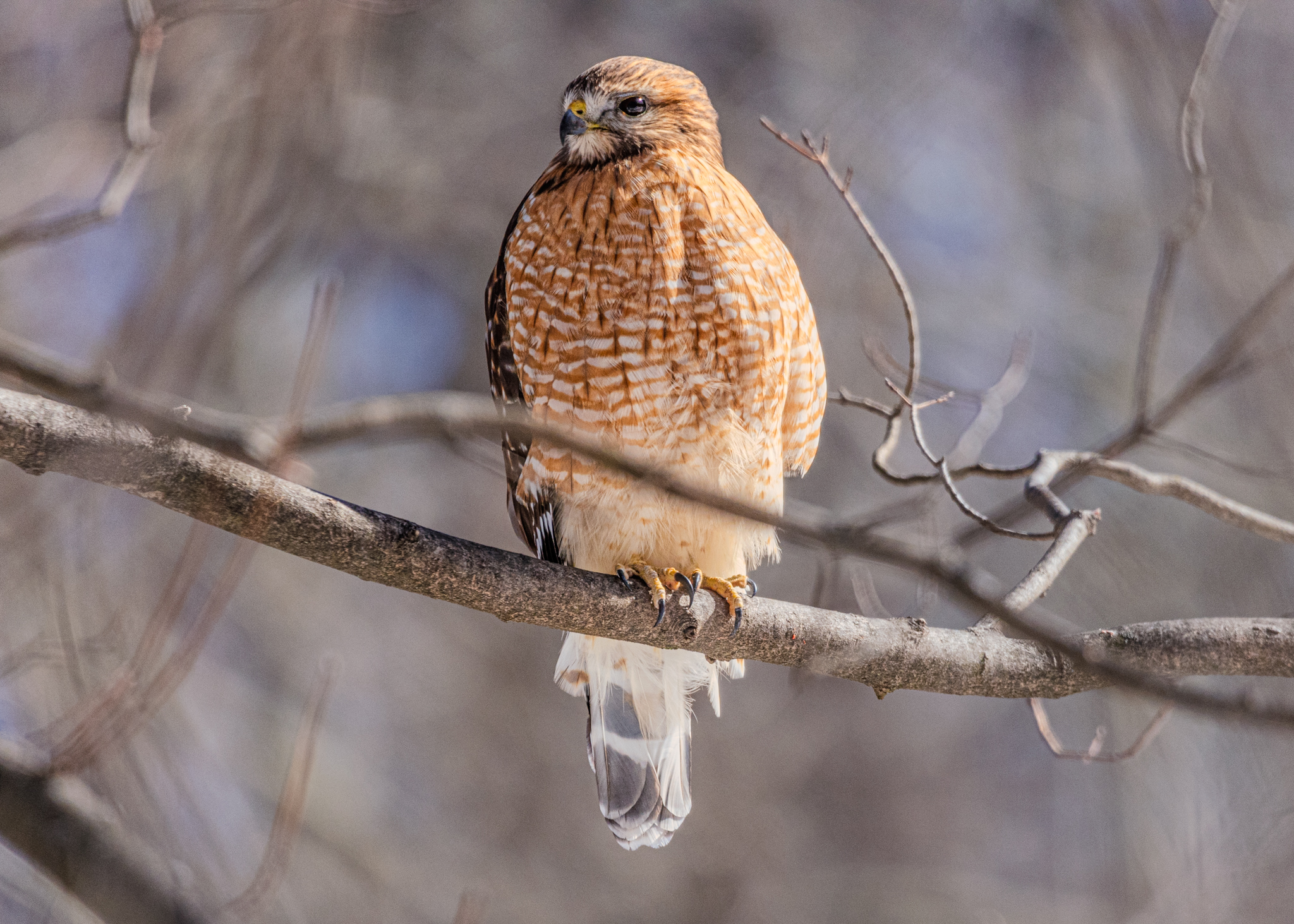 Red Shouldered Hawk