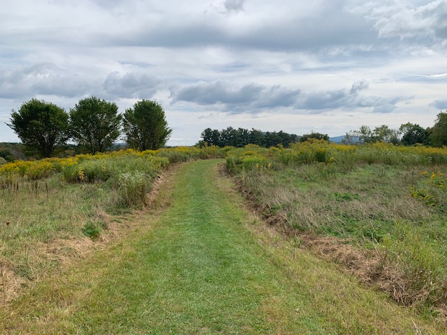 Three trees and a pathway