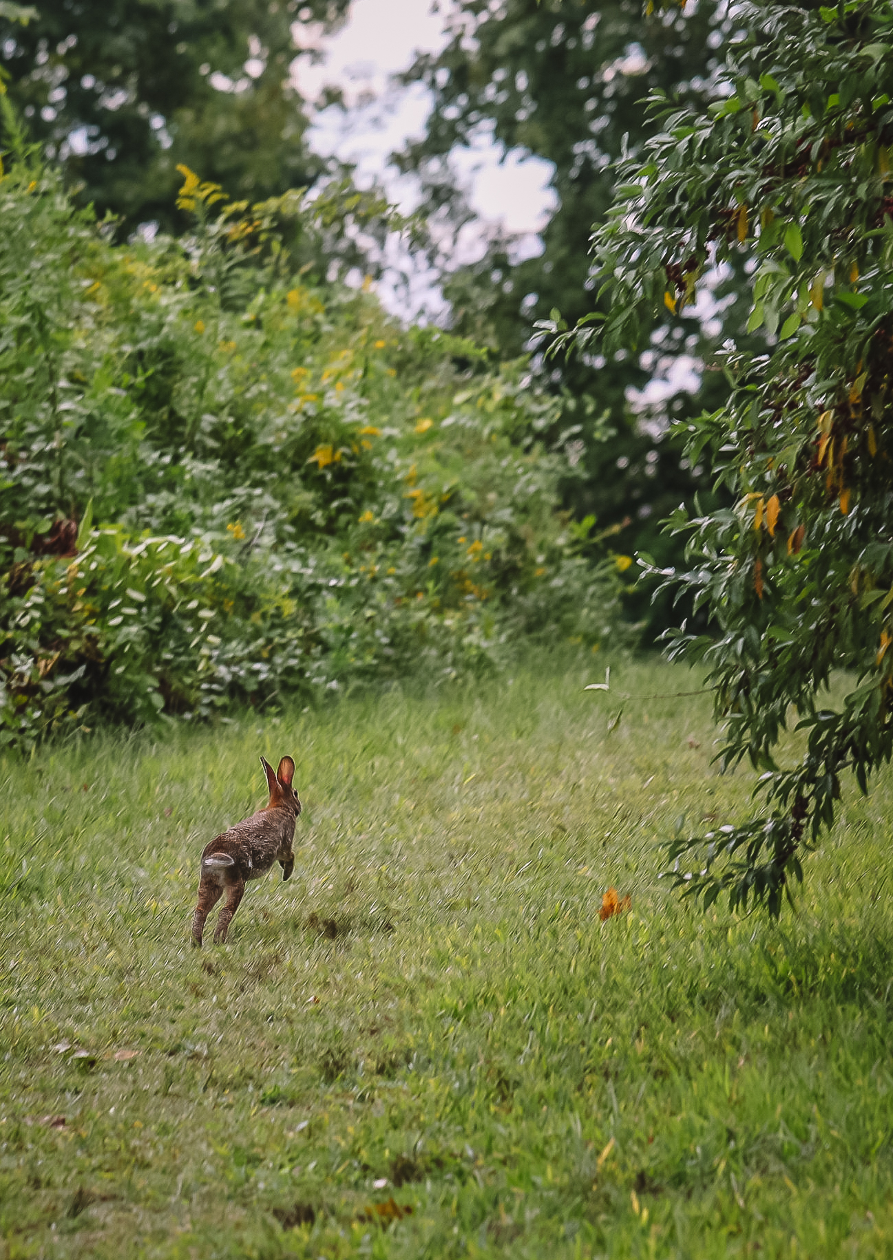 Hoppy bunny